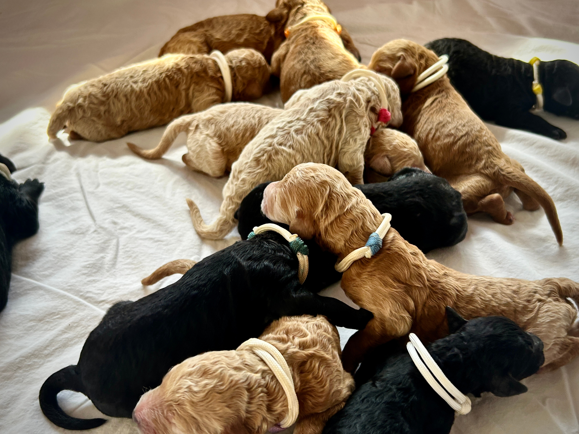 Week 1 puppy 5