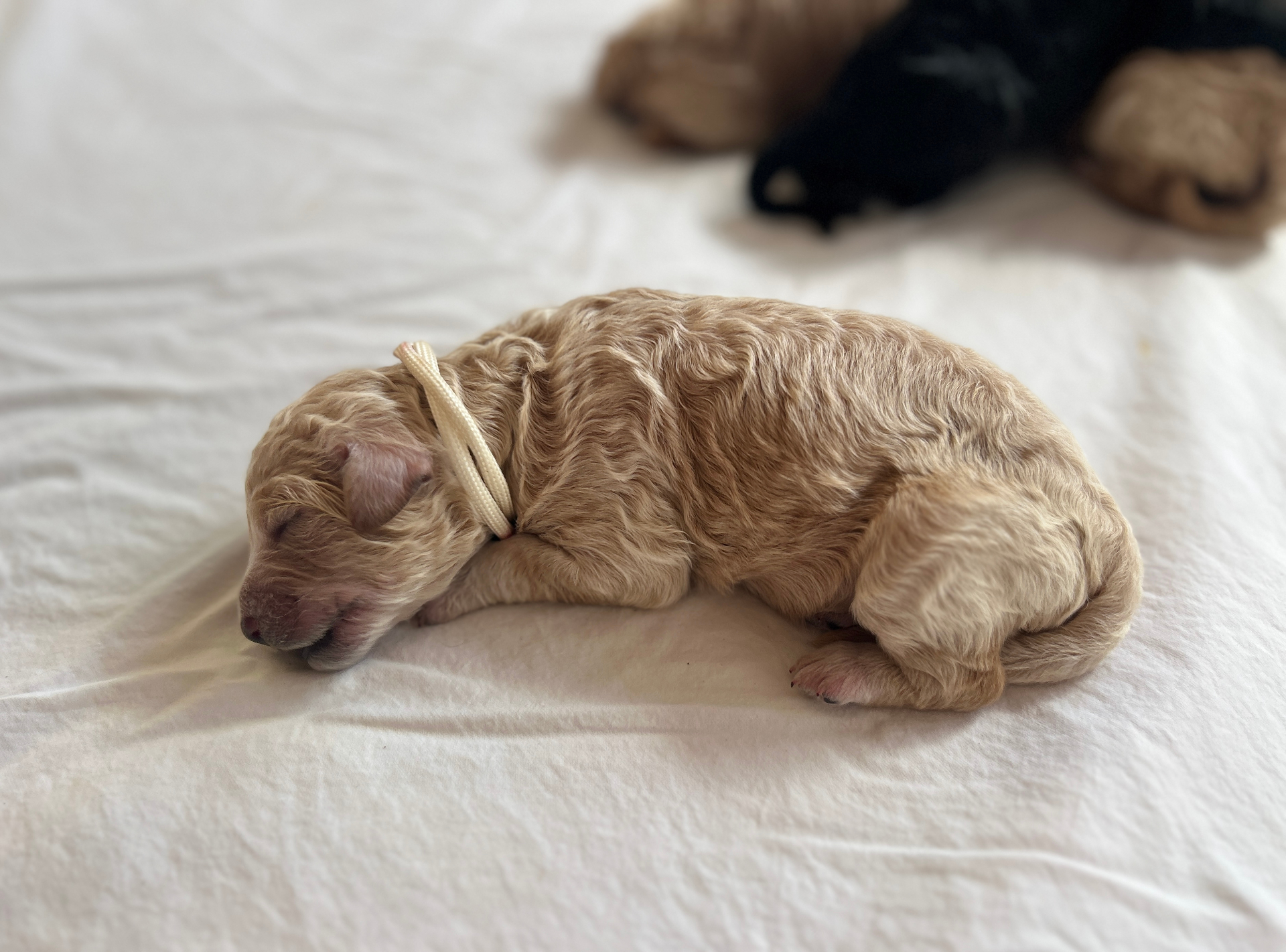 Week 1 puppy 3