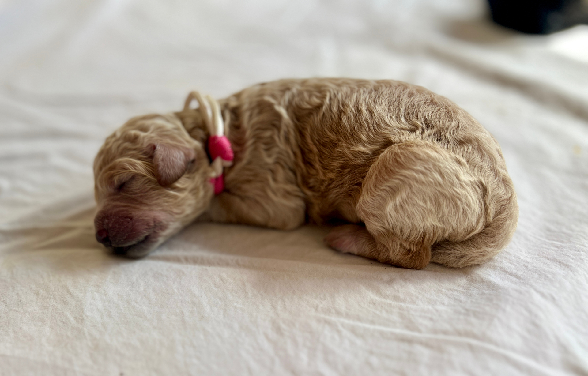 Week 1 puppy 1
