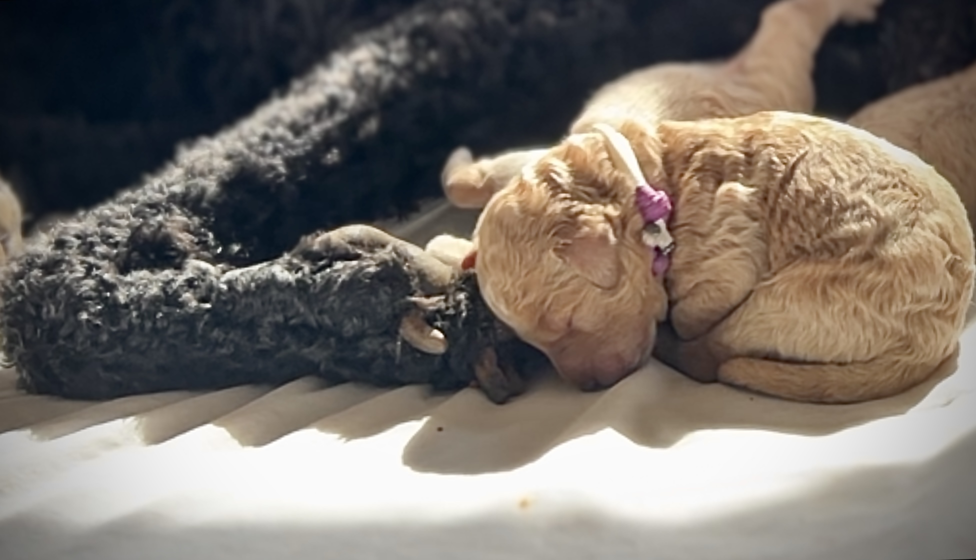 Week 1 puppy 4