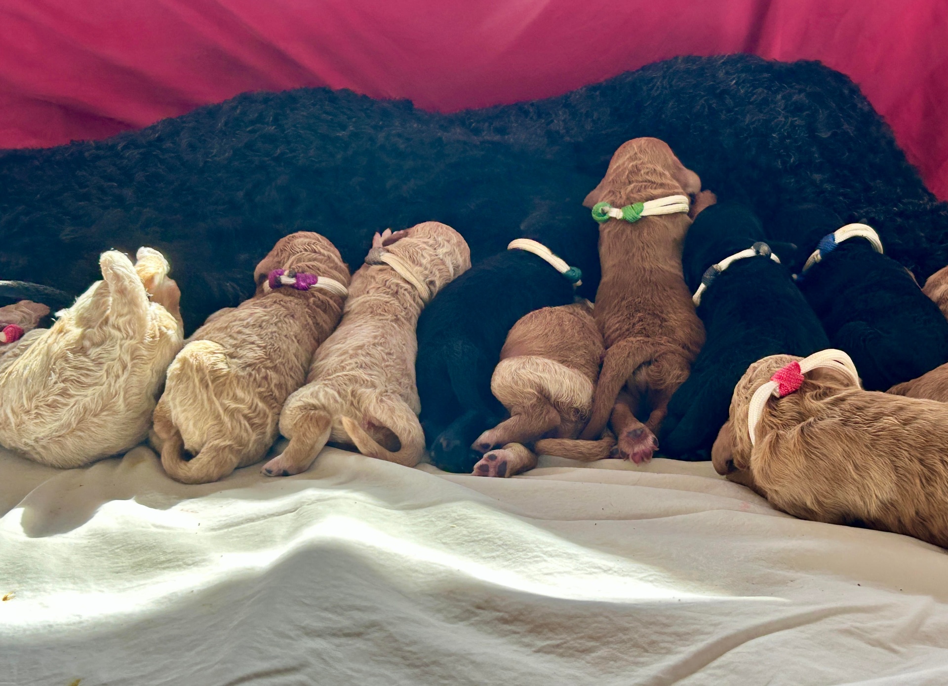 Week 1 puppy 6