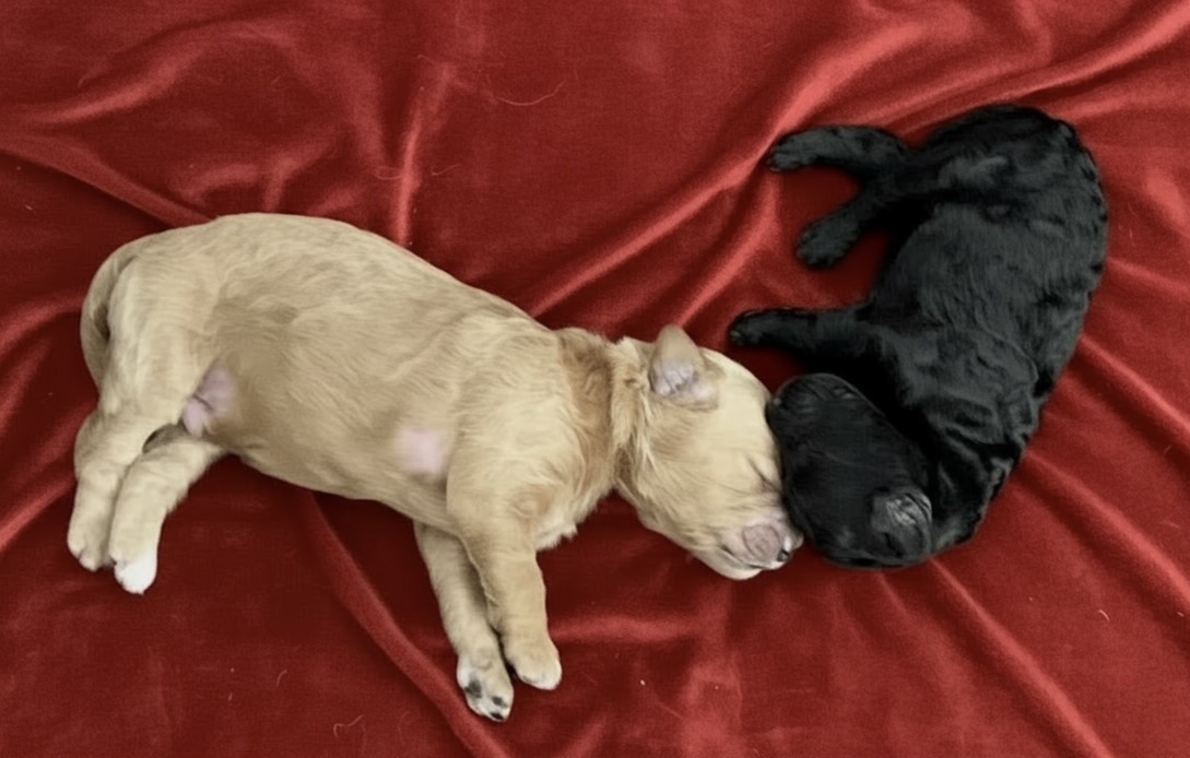 Golden and black puppies sleeping on red satin