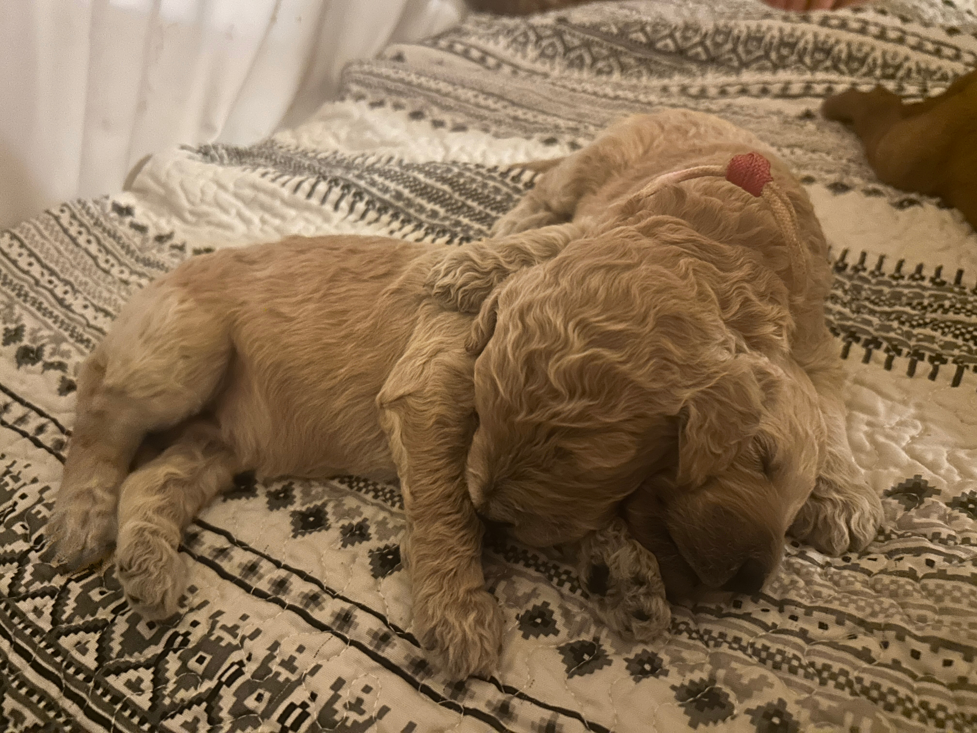 Week 2 puppy 10