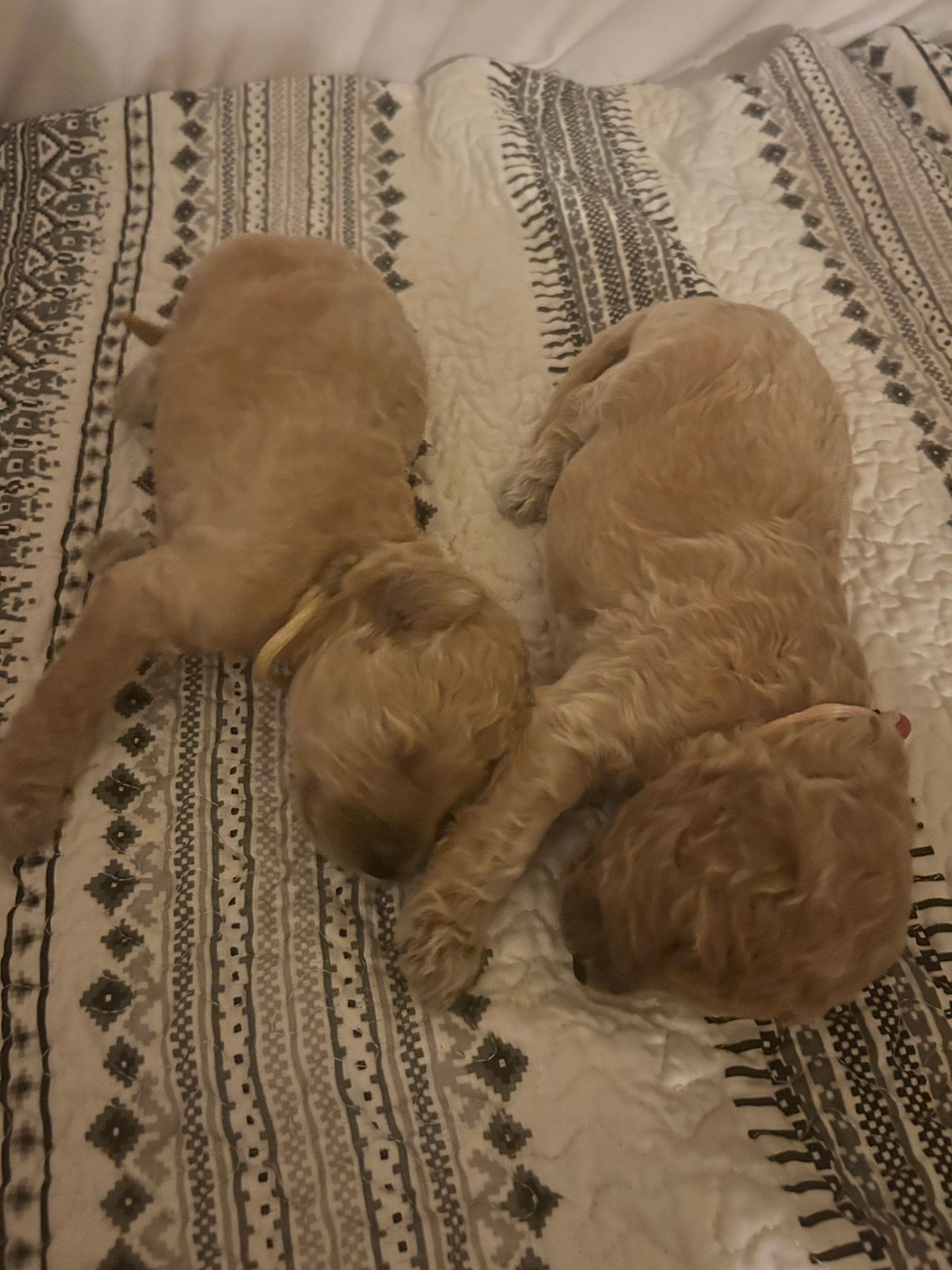 Week 2 puppy 9