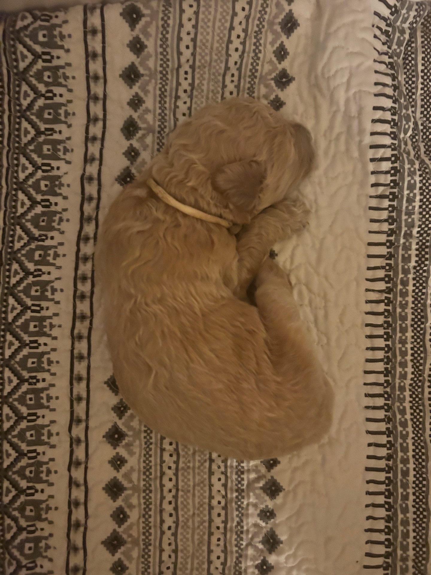 Week 2 puppy 8