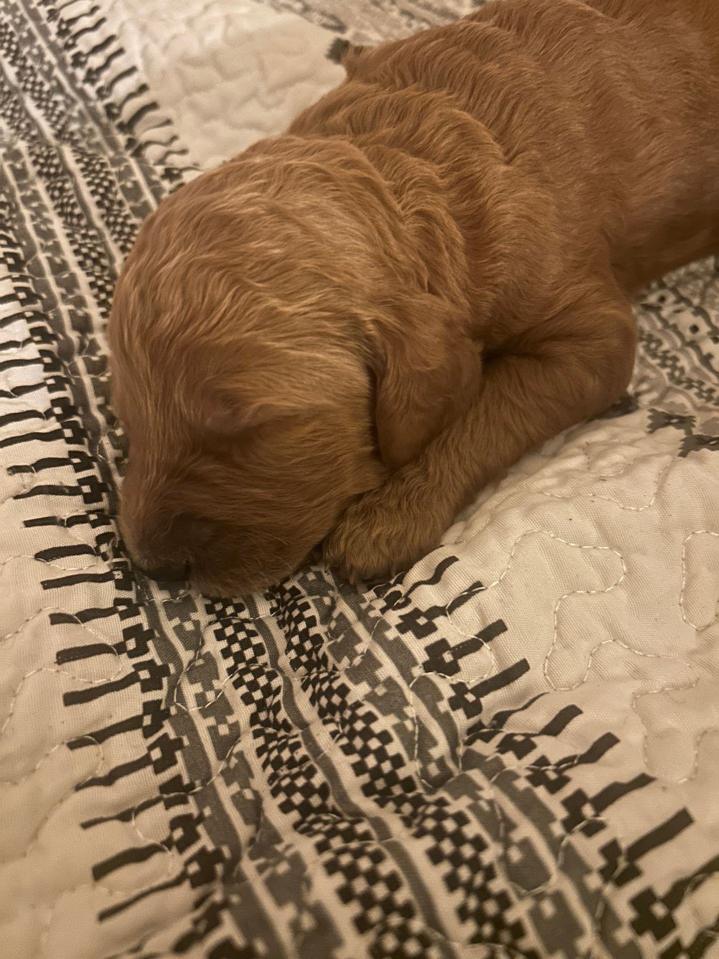 Week 2 puppy 7