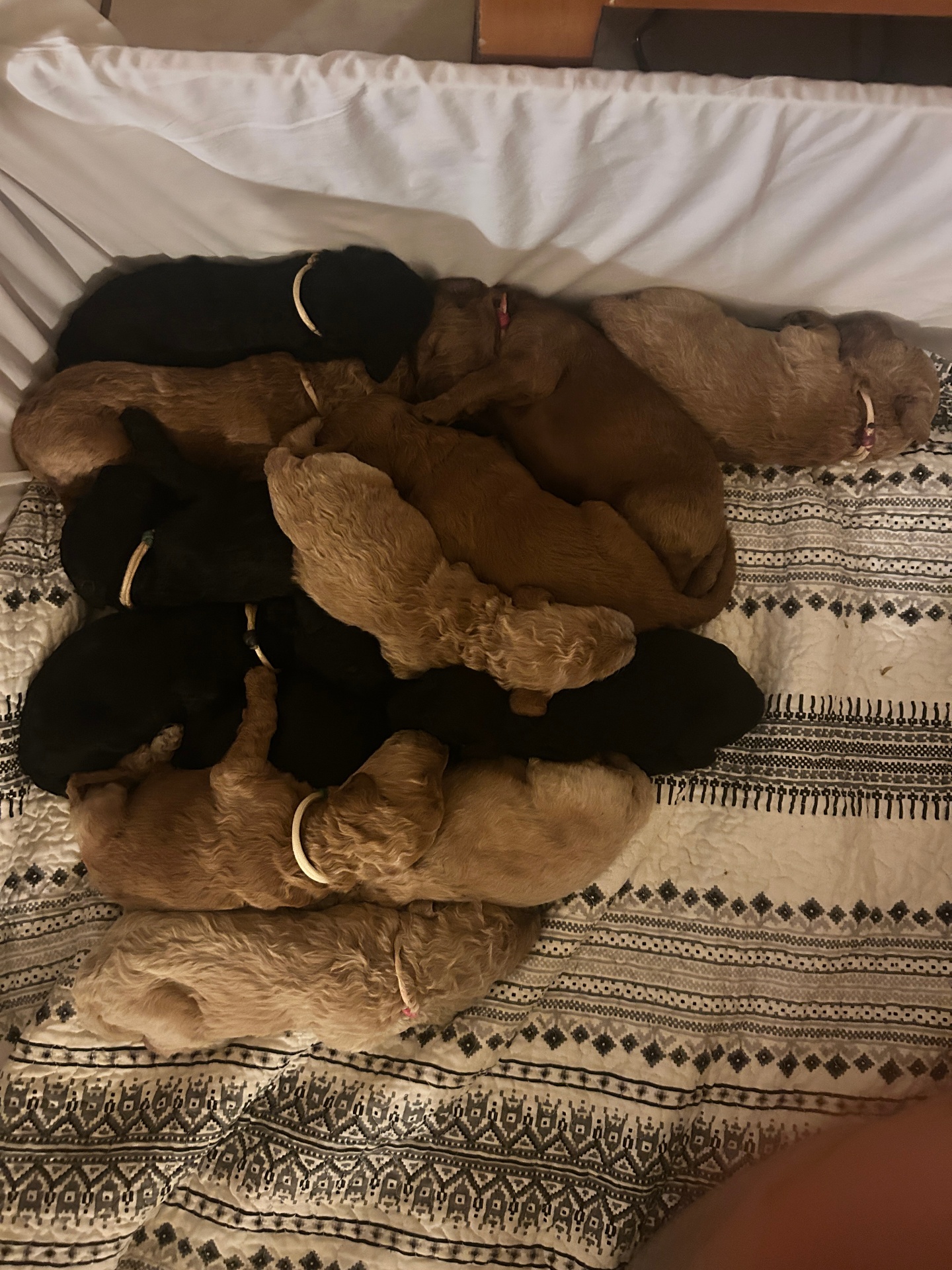 Week 2 puppy 6