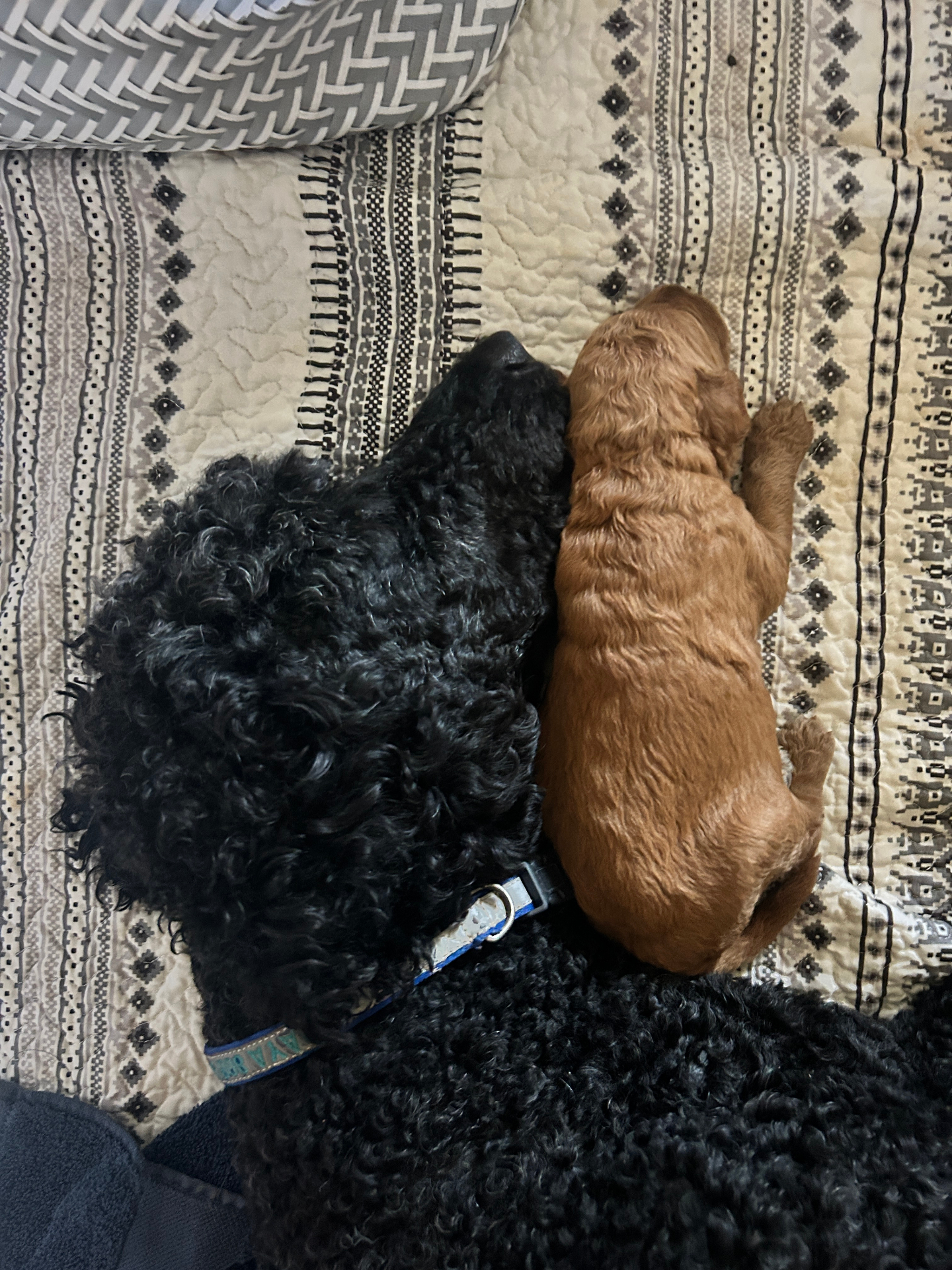 Week 2 puppy 5