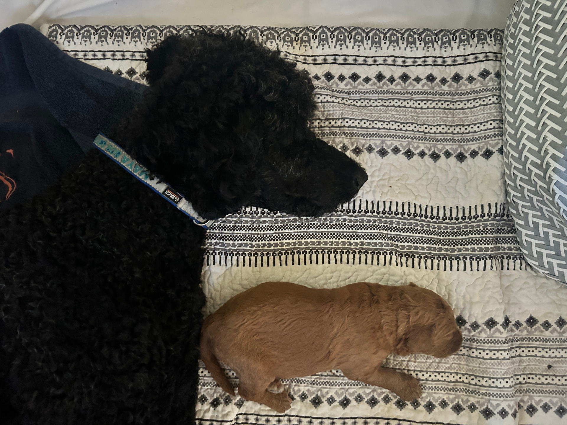 Week 2 puppy 4