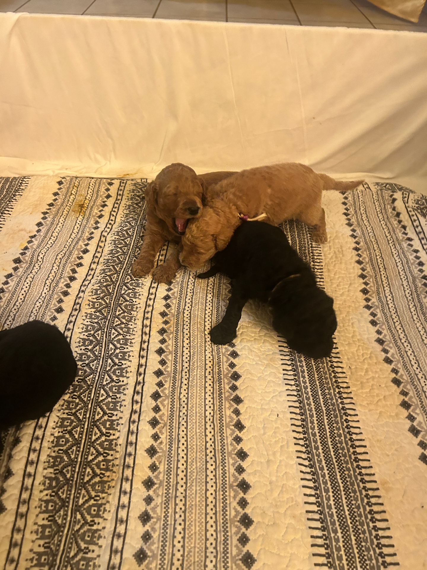 Week 2 puppy 3