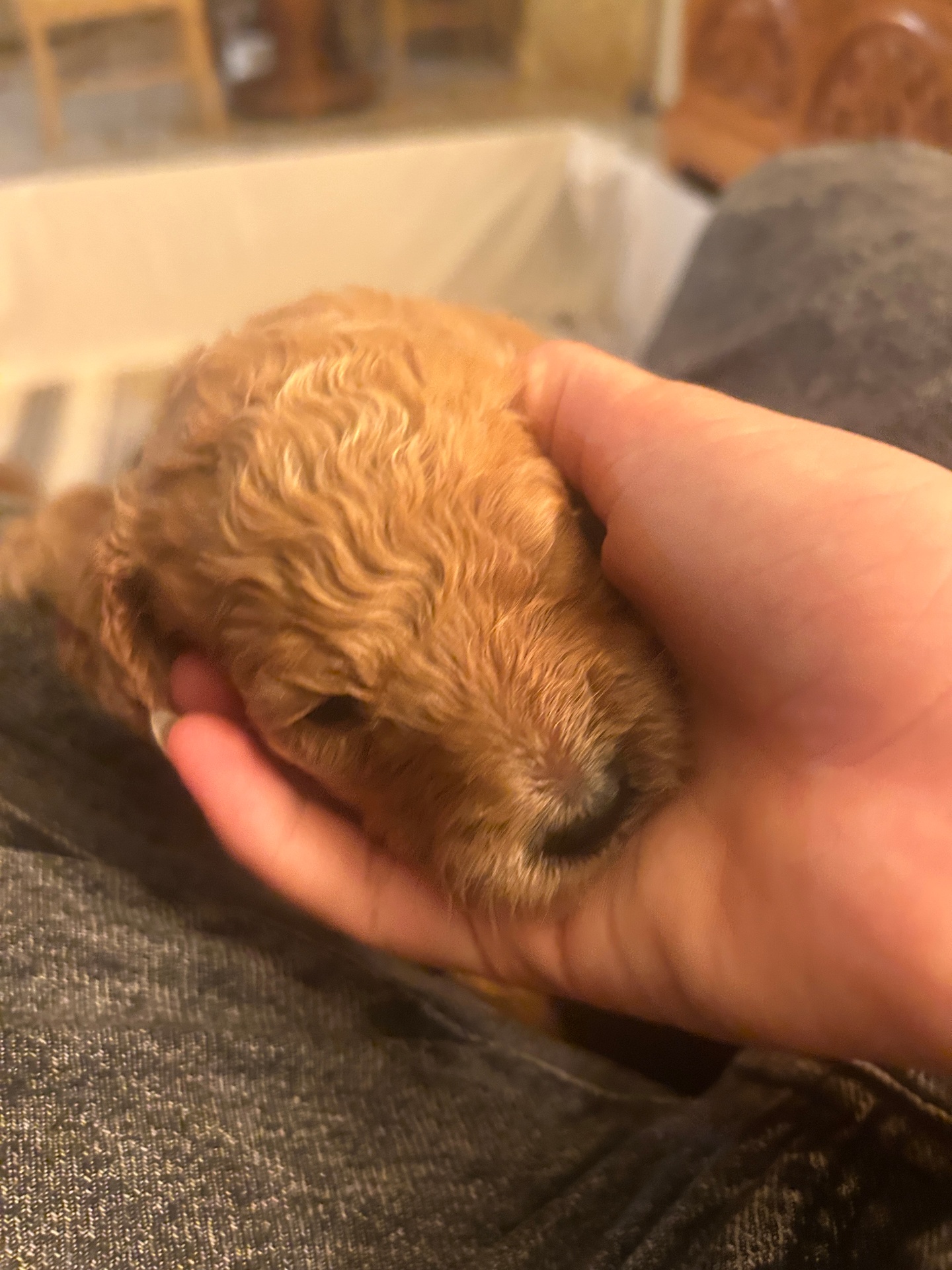 Week 2 puppy 1