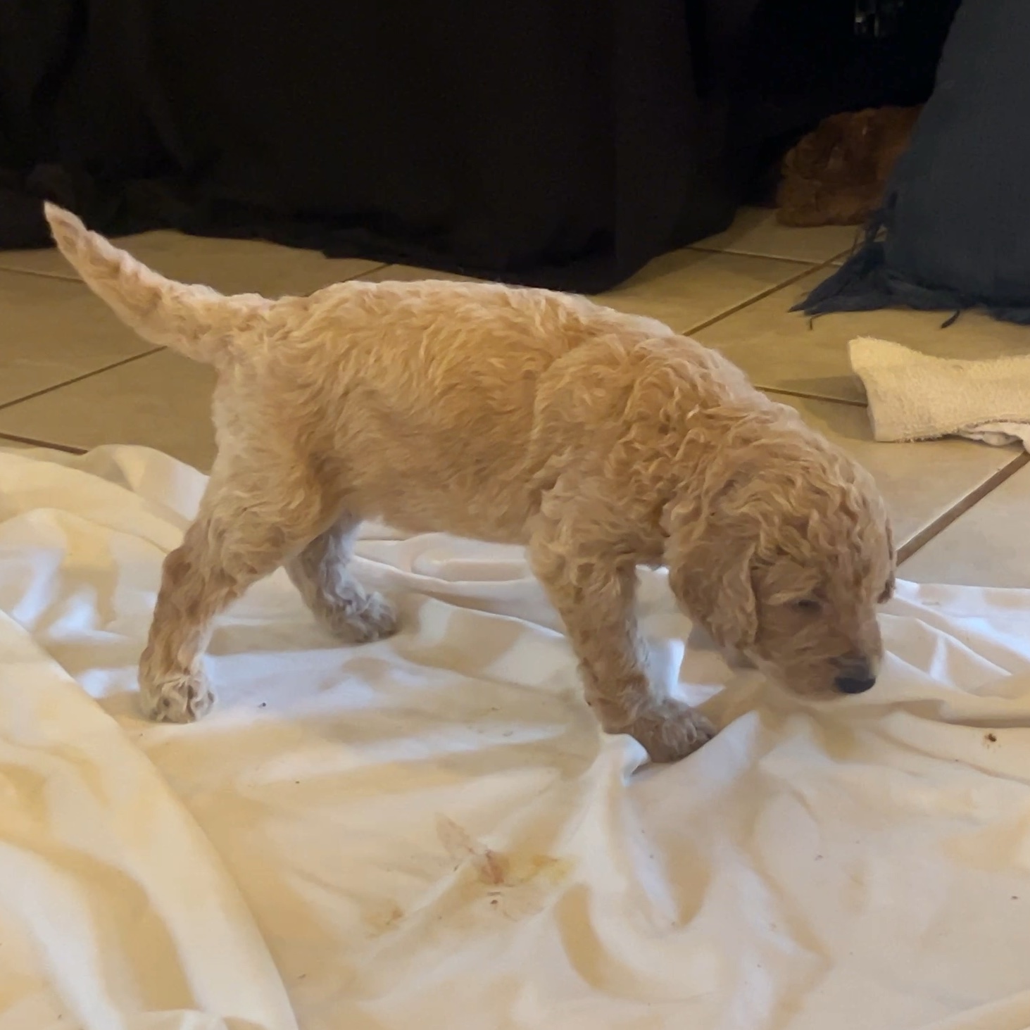 Week 3 puppy 9