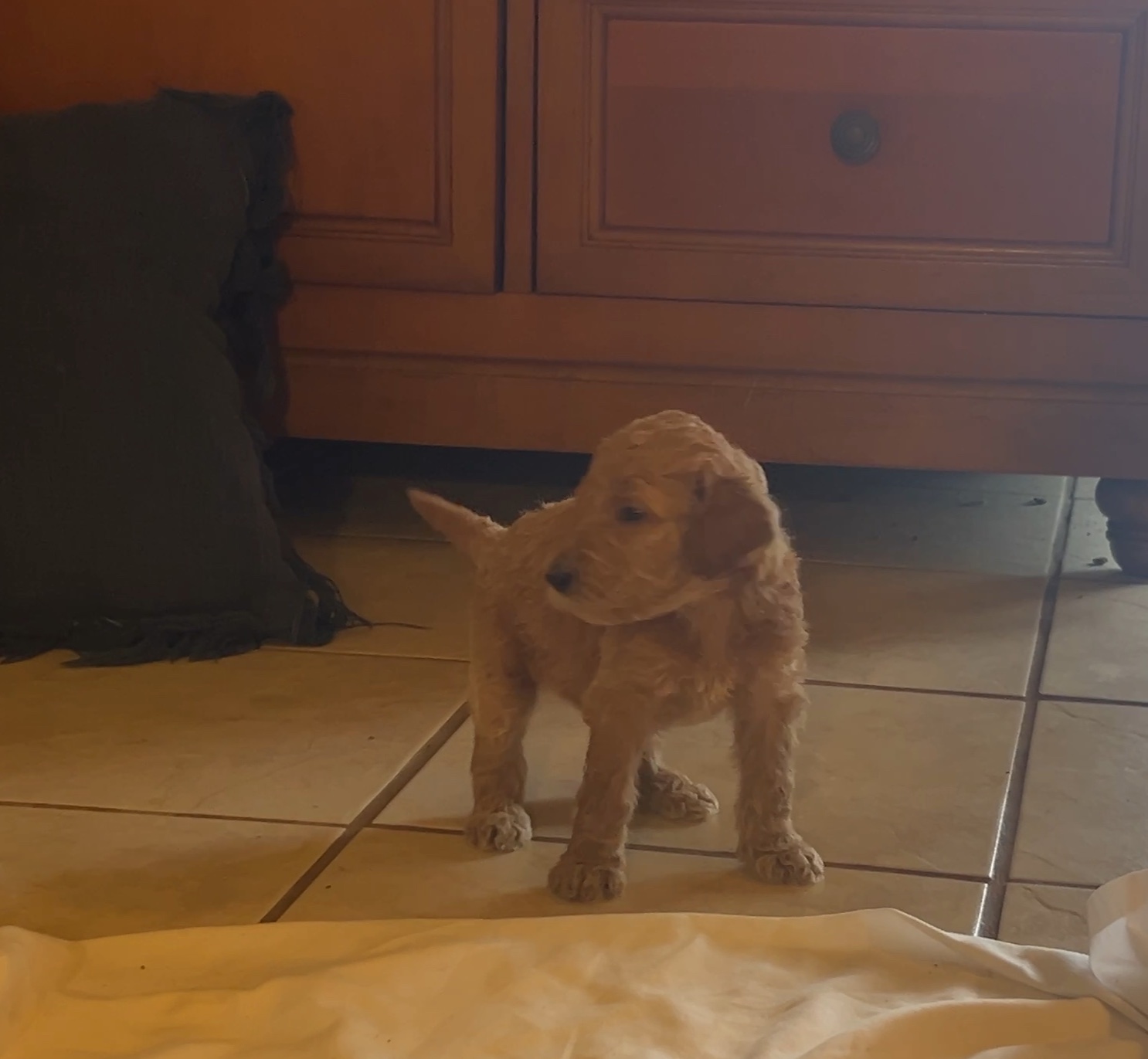 Week 3 puppy 10