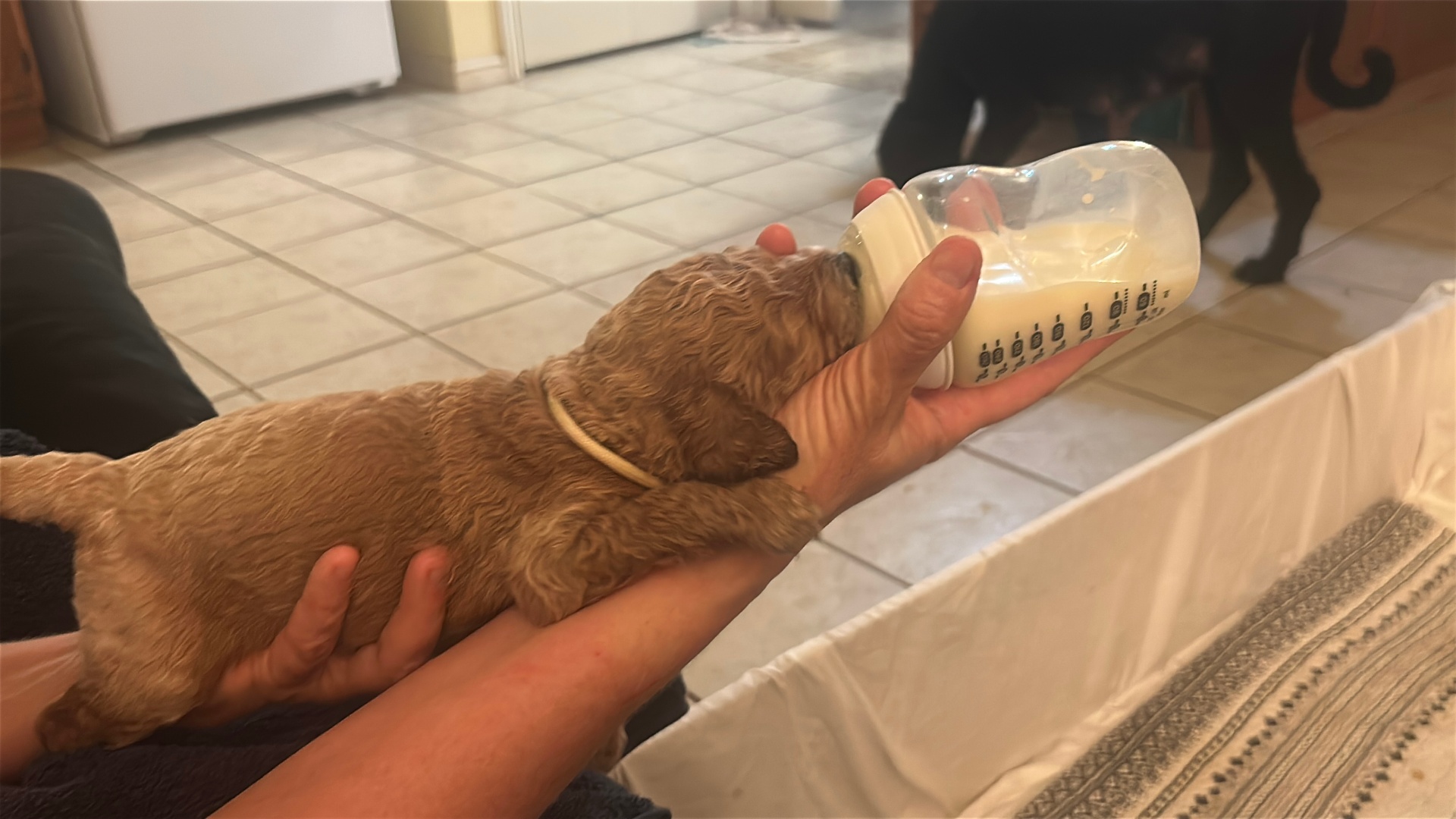 Week 3 puppy 5