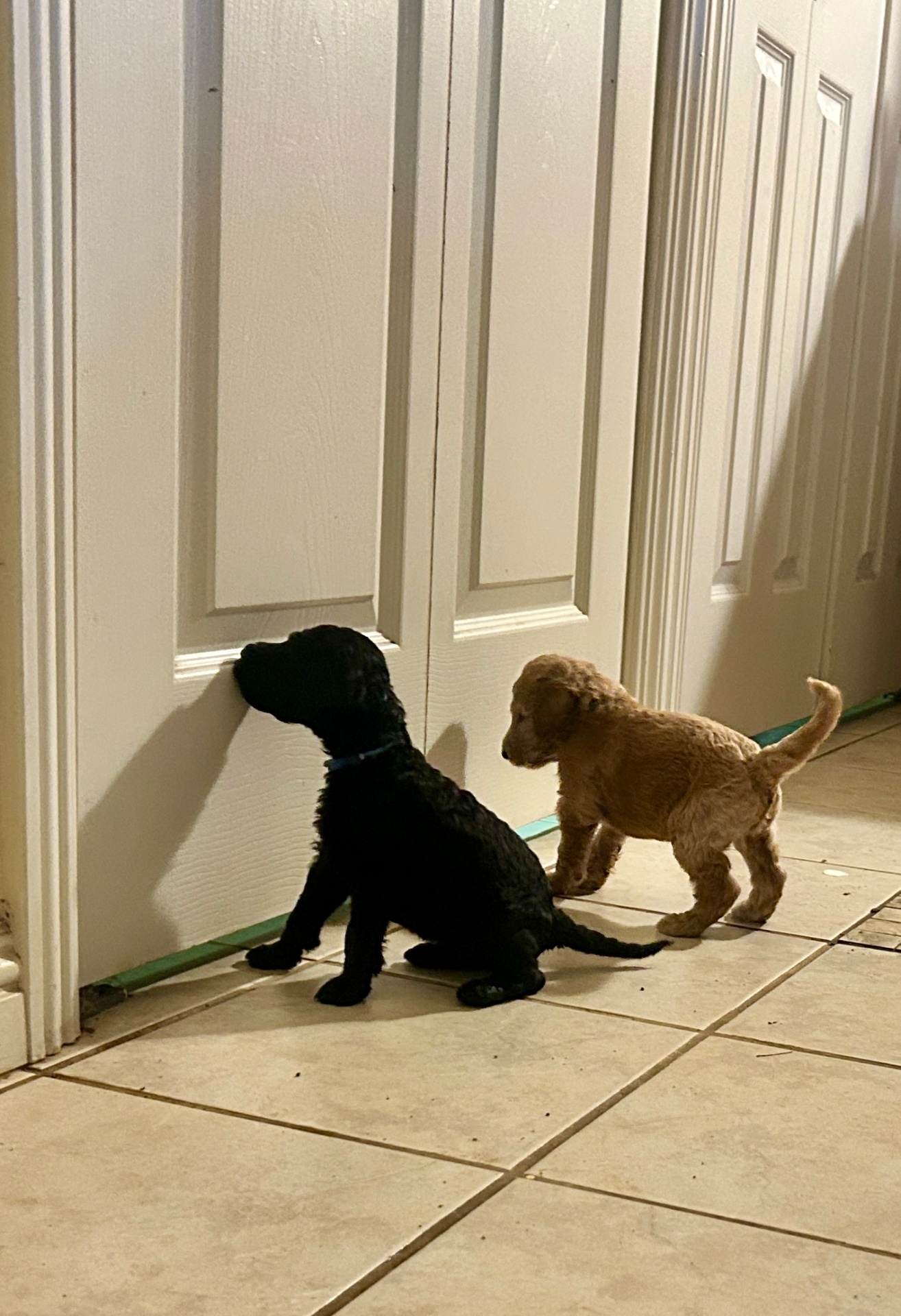 Week 3 puppy 4