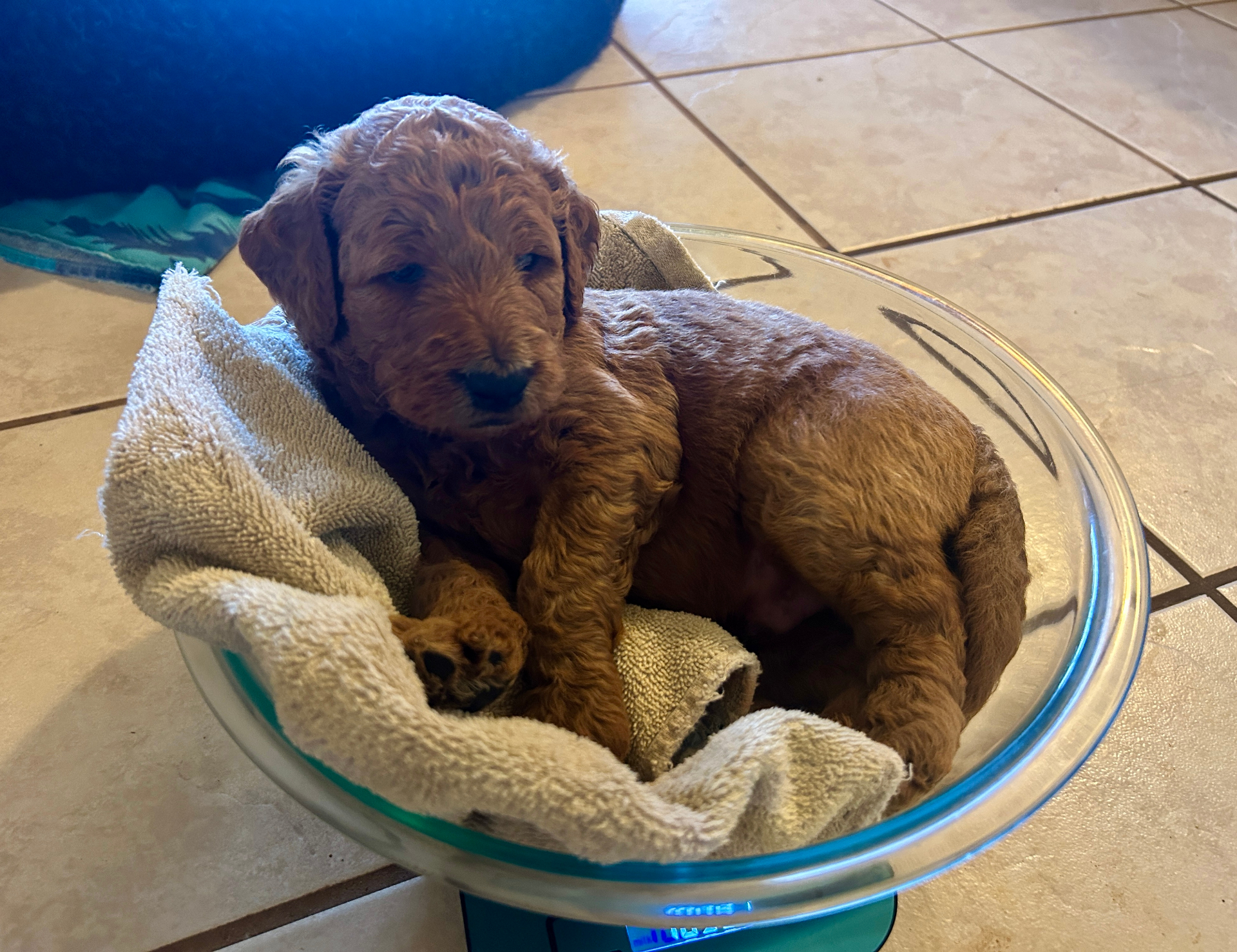Week 3 puppy 3