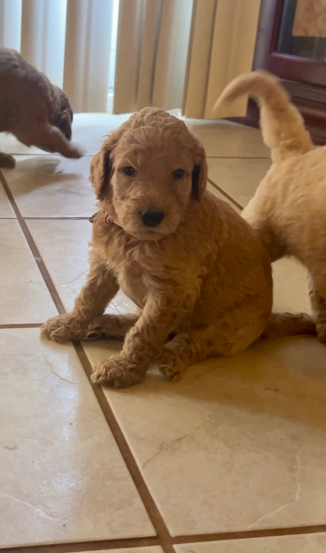 Week 3 puppy 8