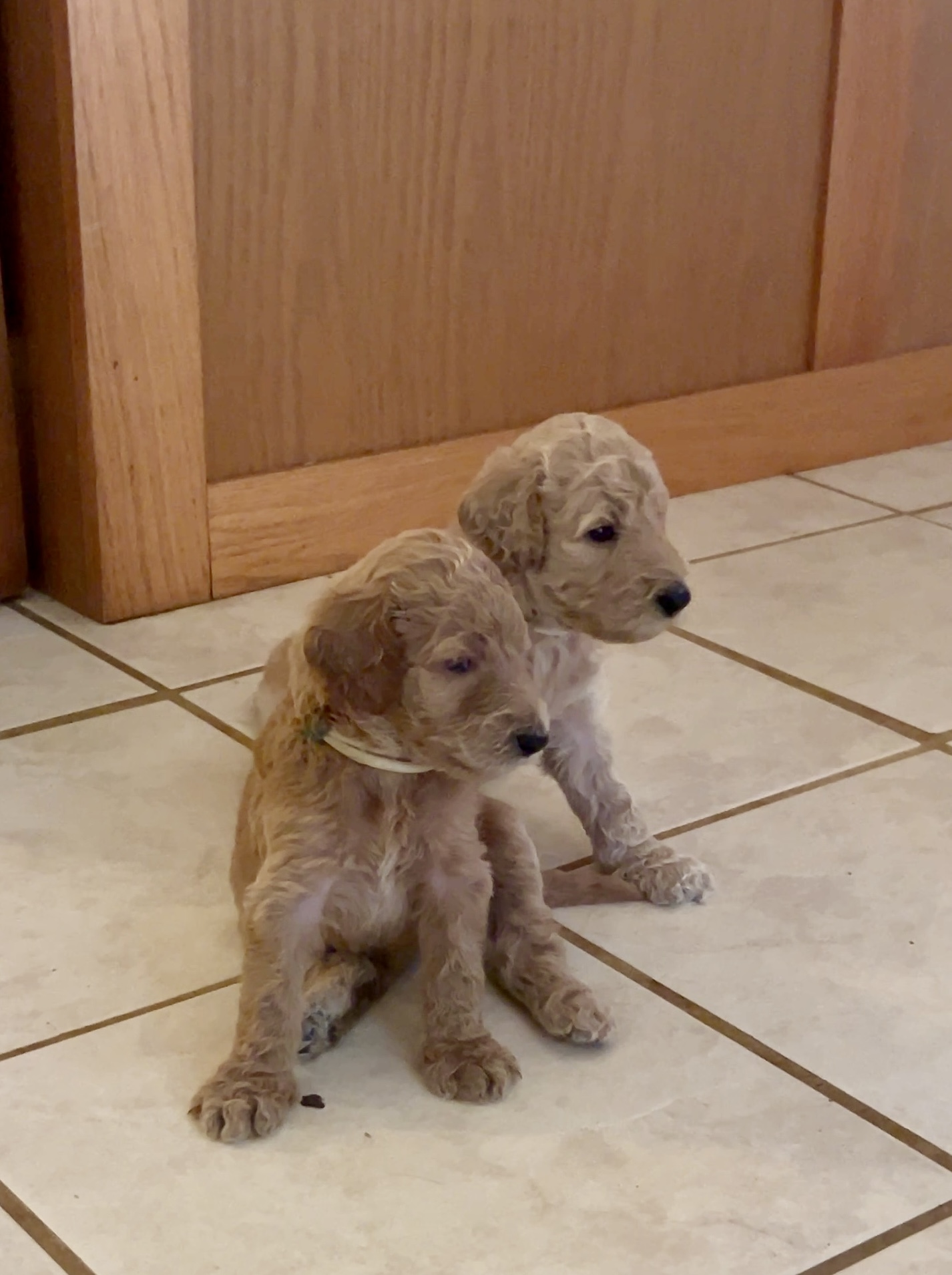 Week 3 puppy 7
