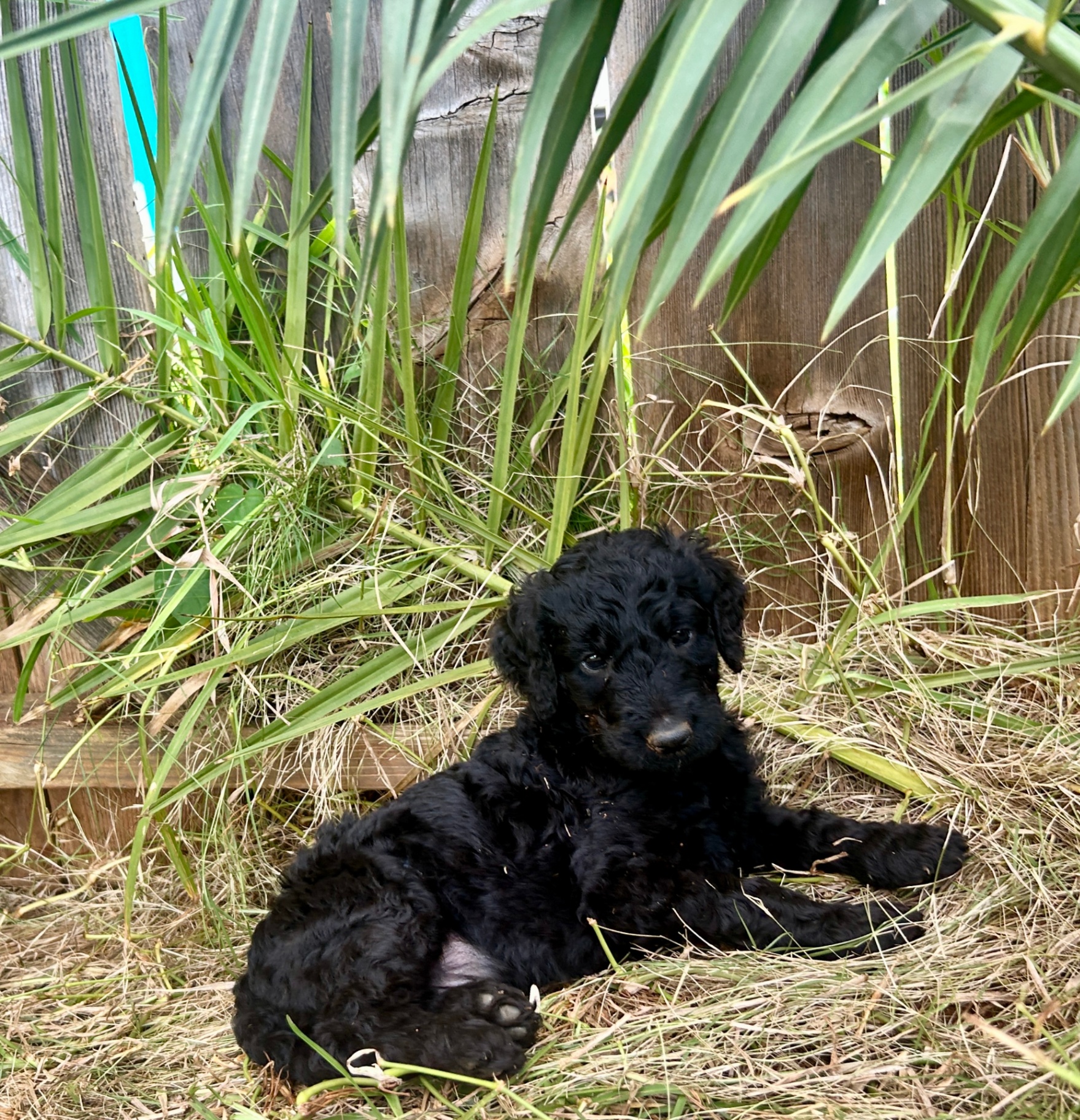 Week 4 puppy 2