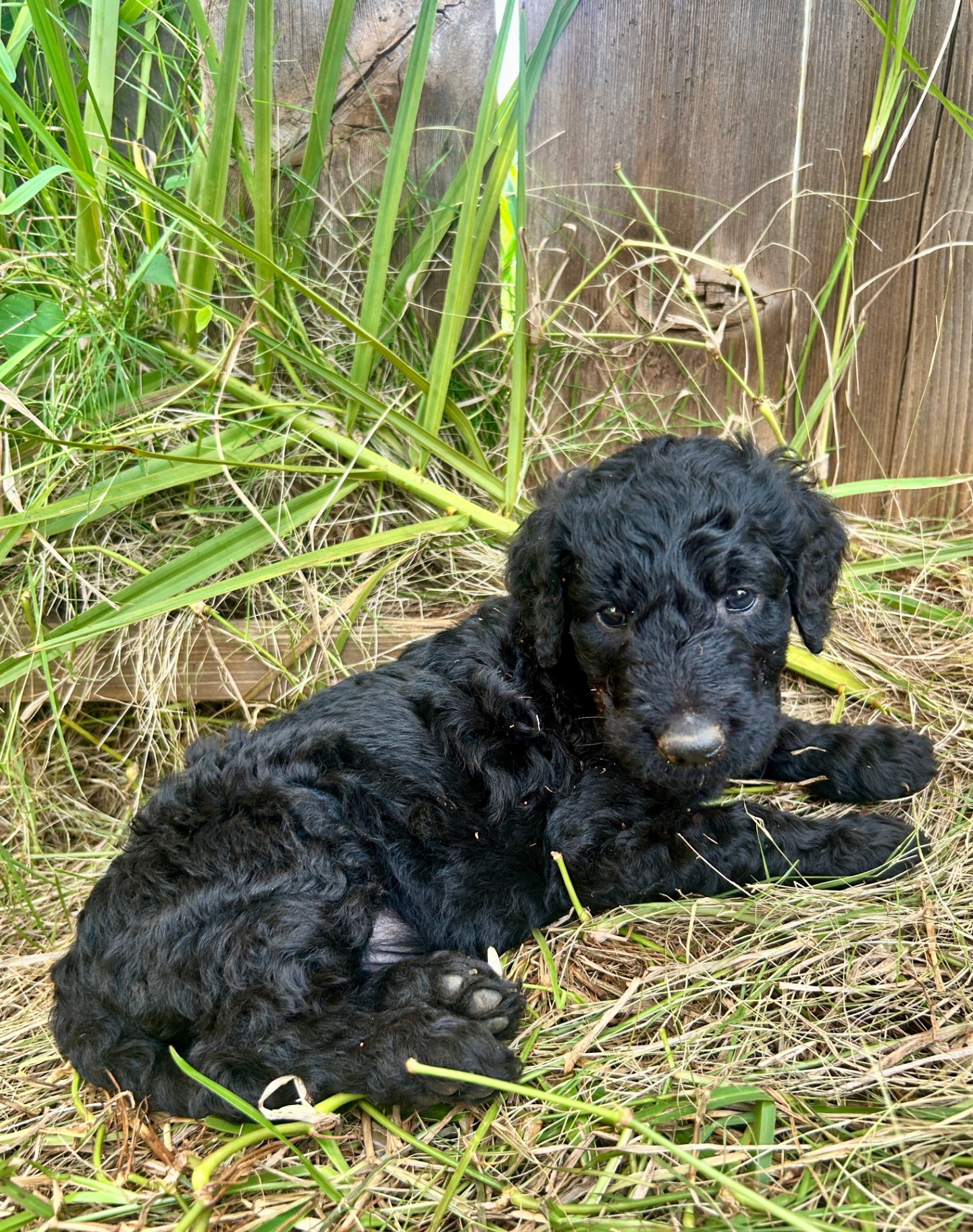 Week 4 puppy 3