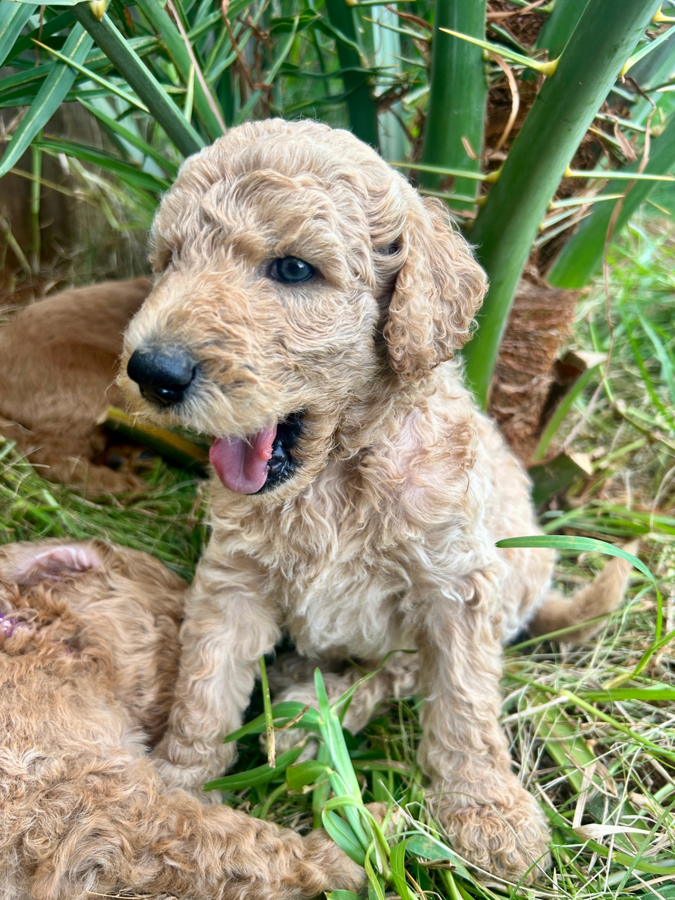 Week 4 puppy 4