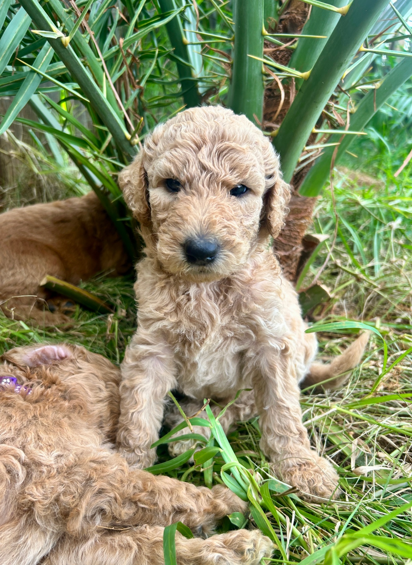 Week 4 puppy 5