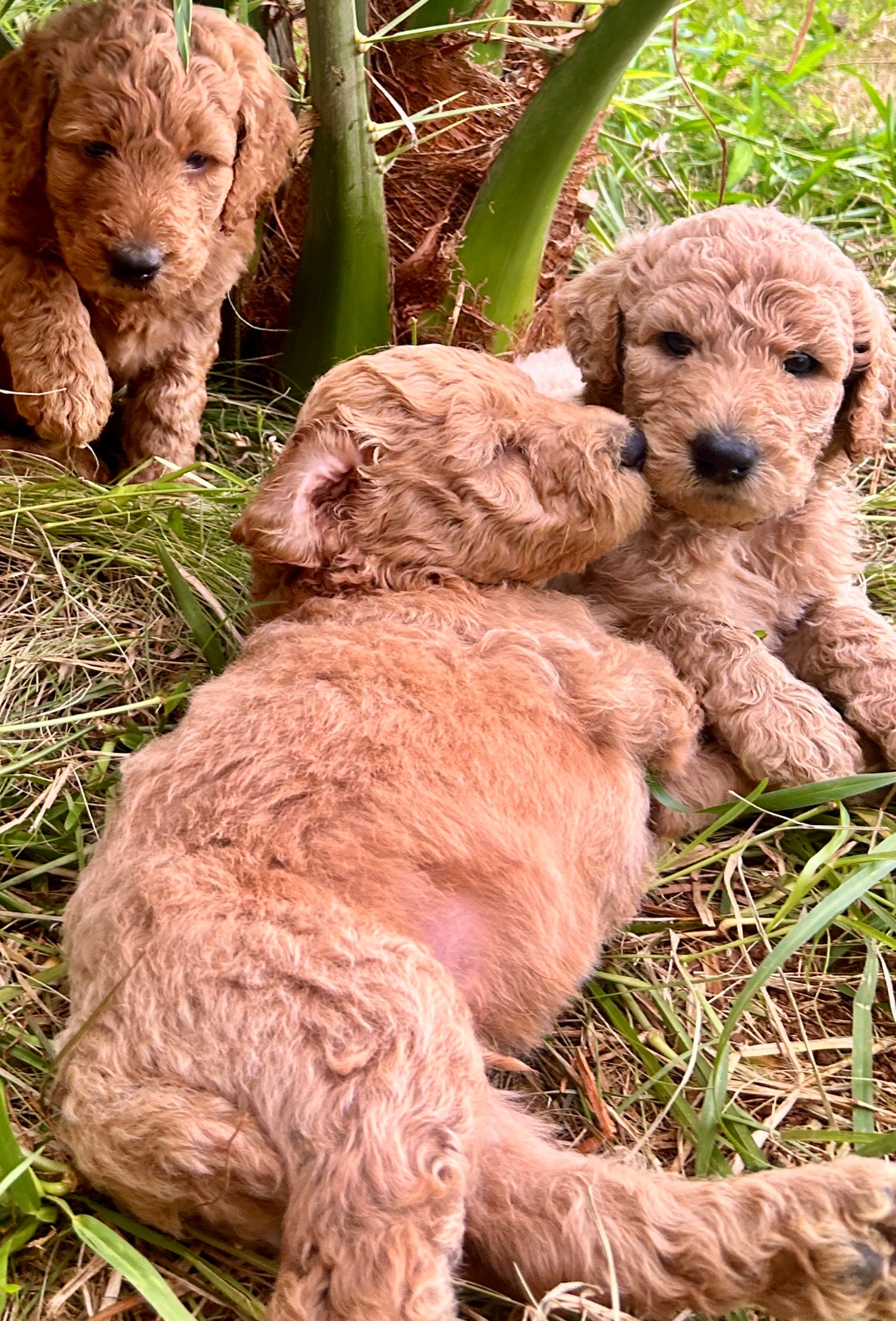 Week 4 puppy 7