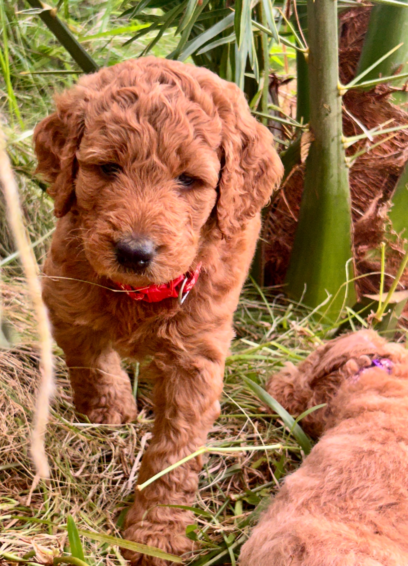 Week 4 puppy 8