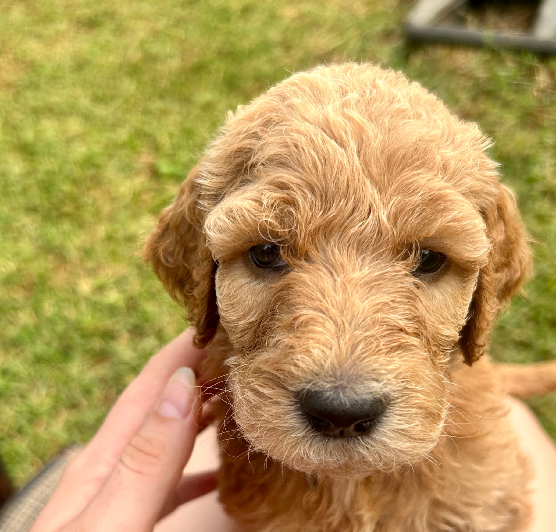 Week 4 puppy 9
