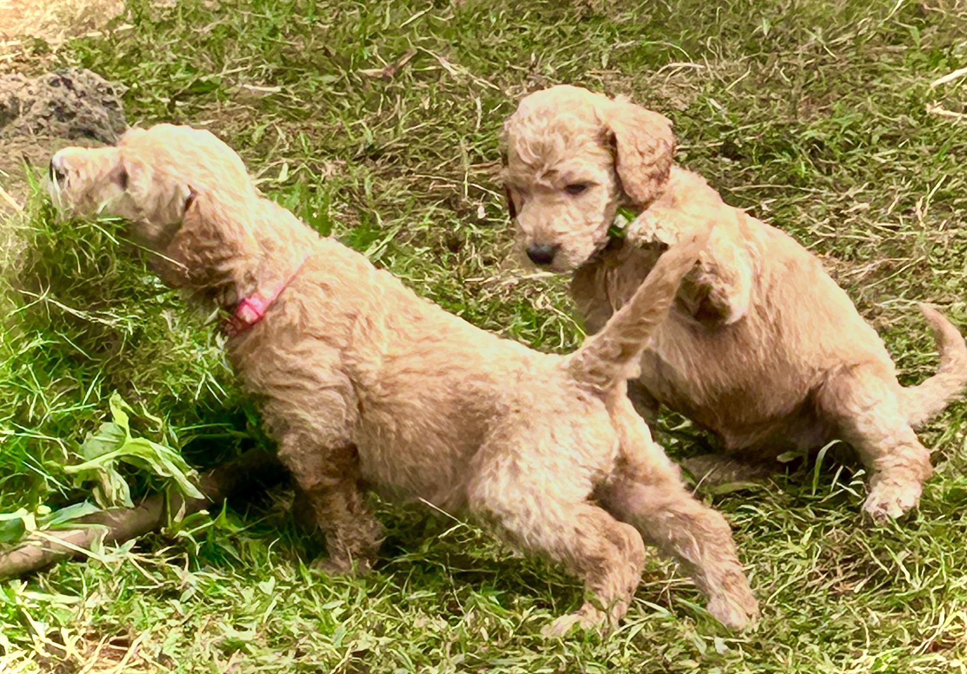 Week 4 puppy 10