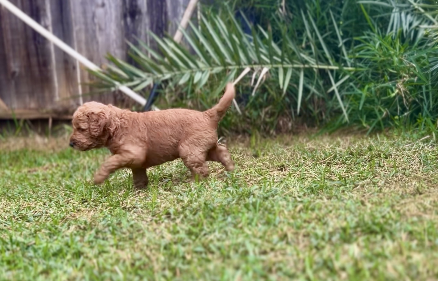 Week 4 puppy 12