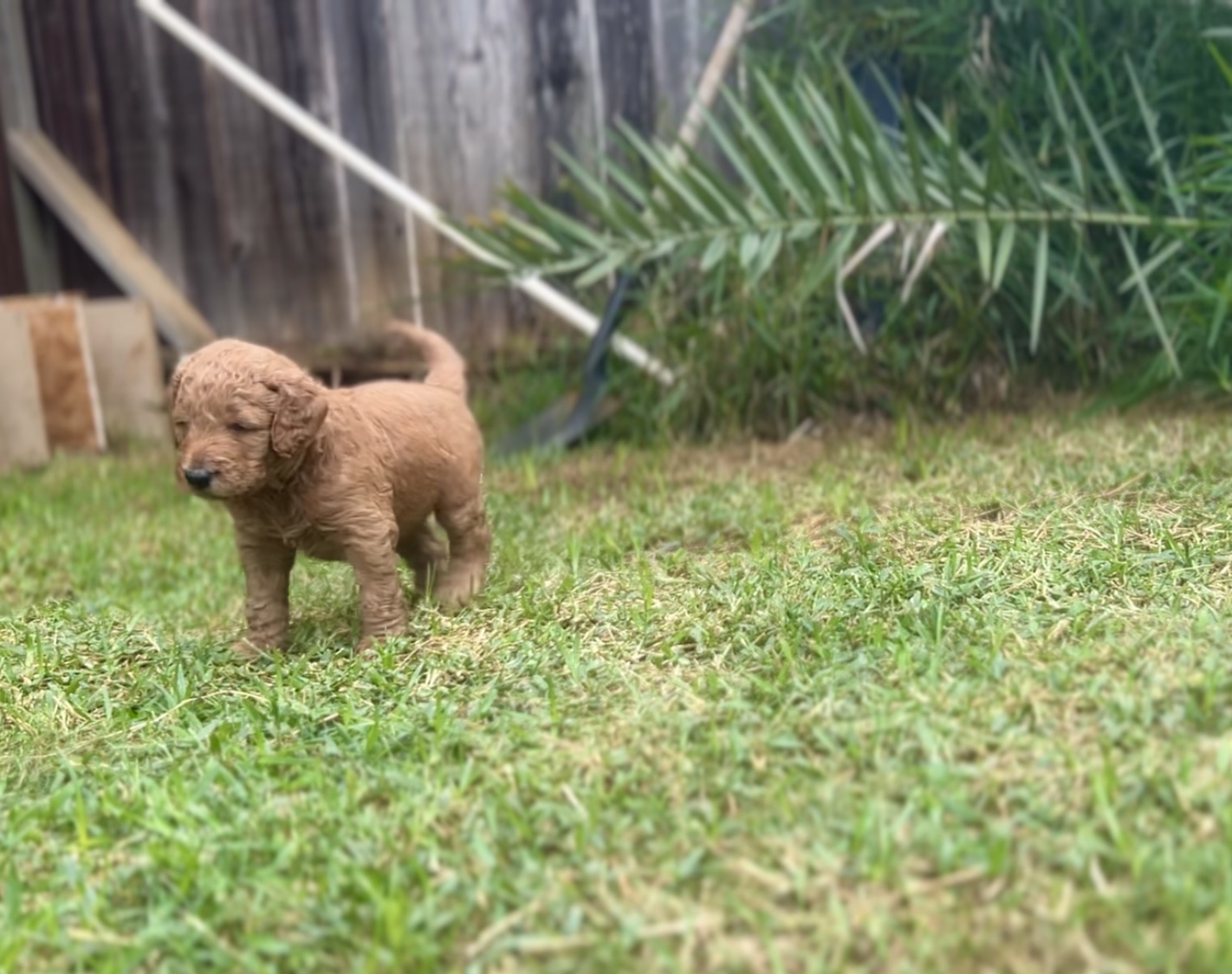 Week 4 puppy 13