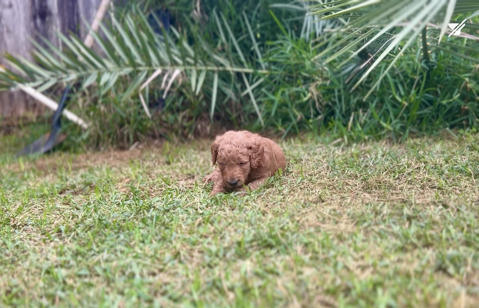 Week 4 puppy 14