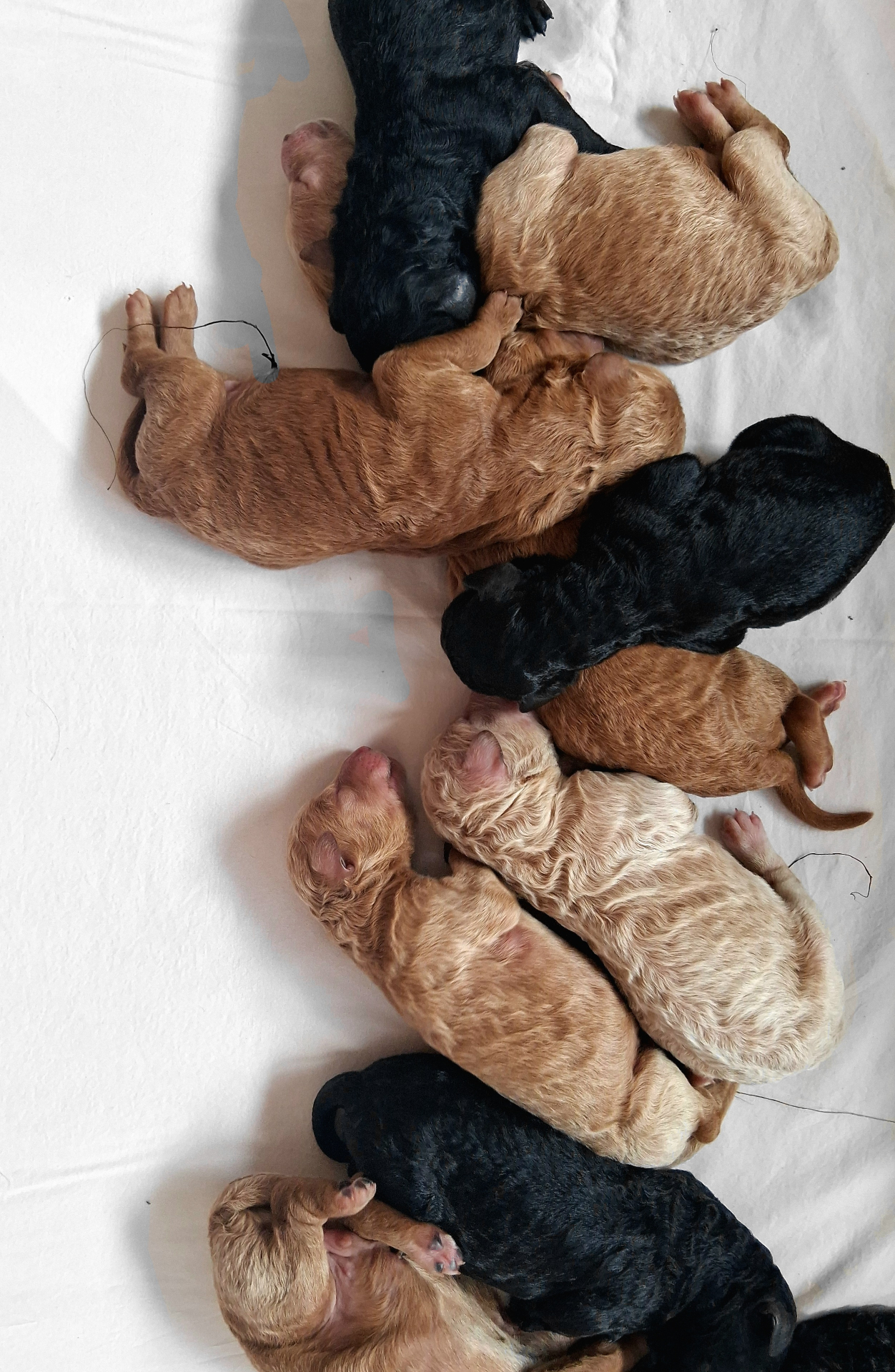 Week 1 puppy 14