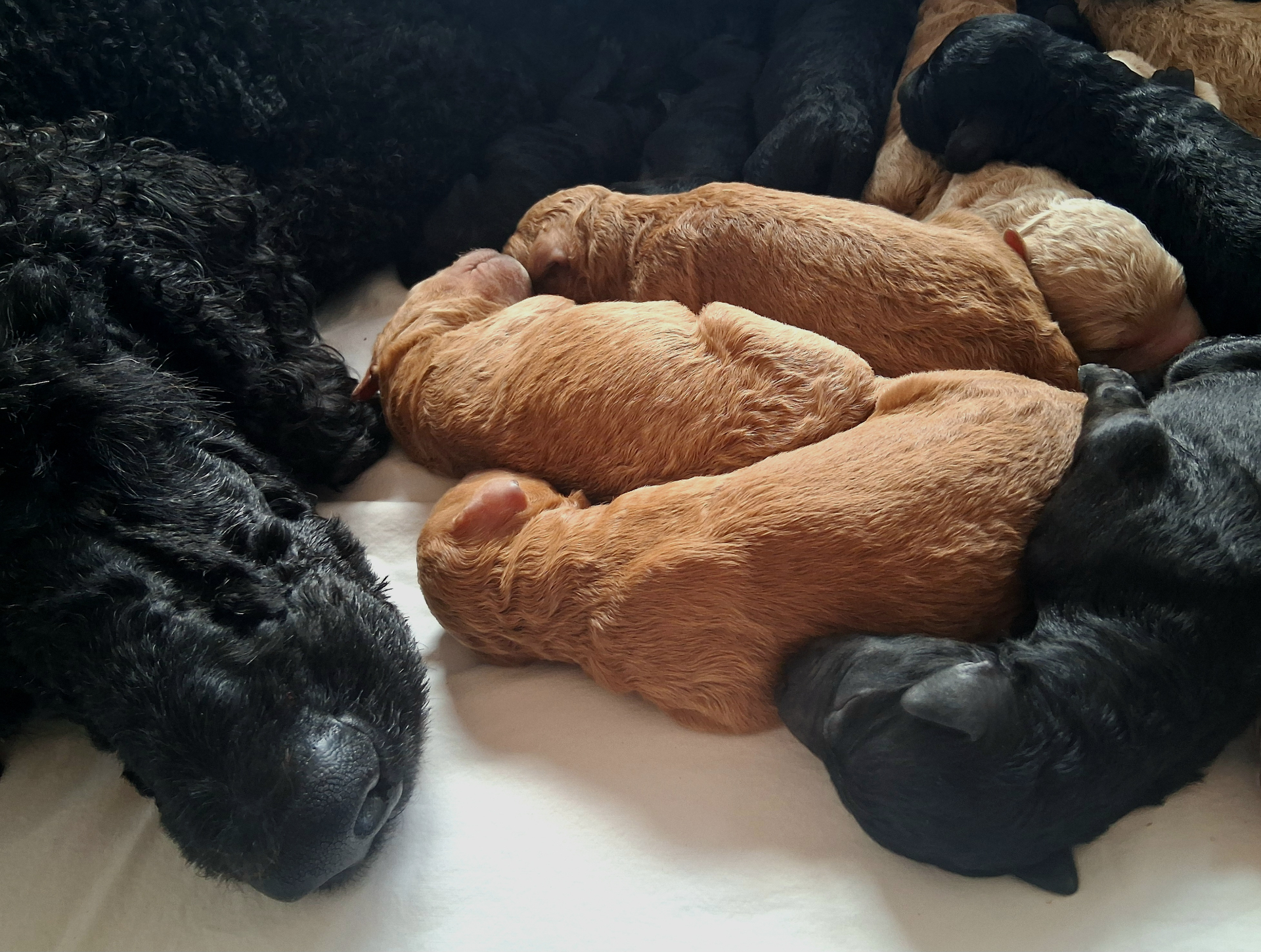 Week 1 puppy 9