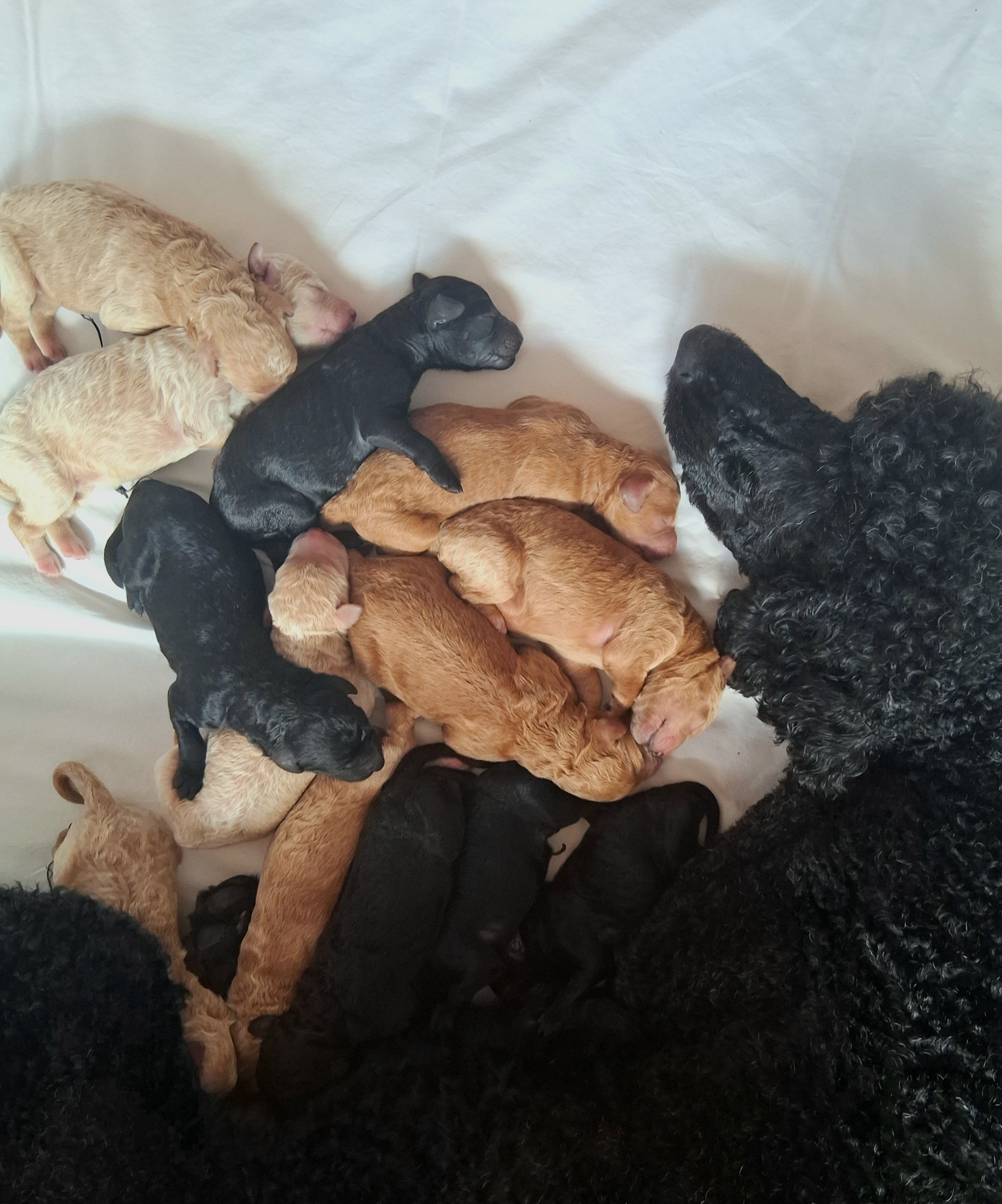 Week 1 puppy 10
