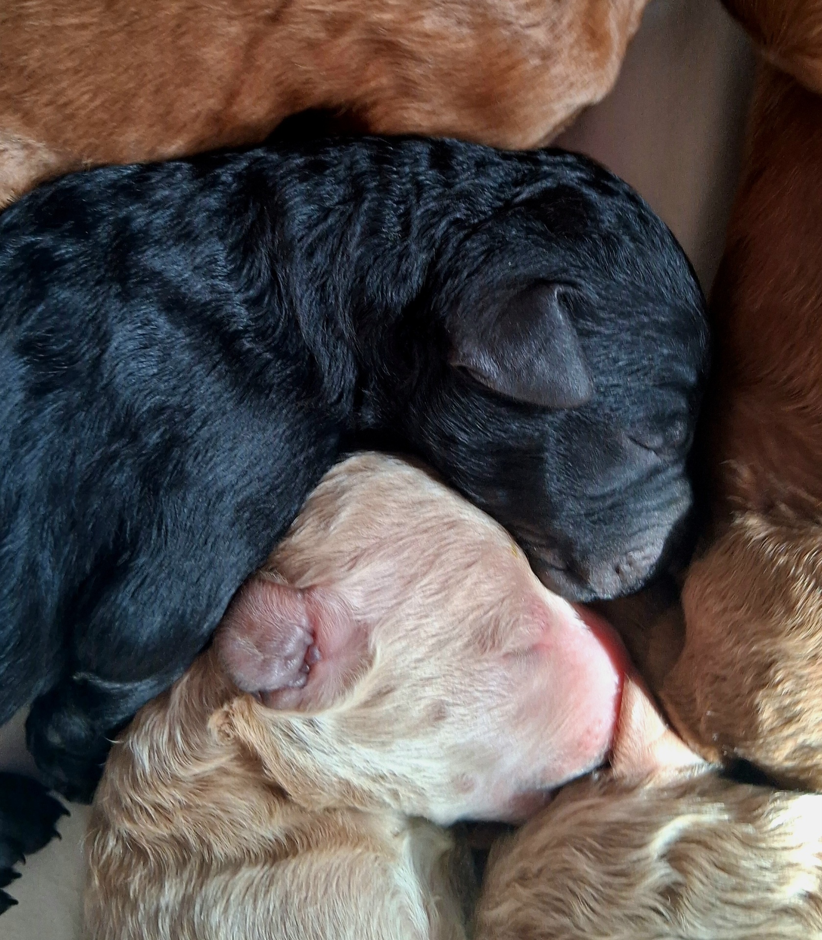 Week 1 puppy 11