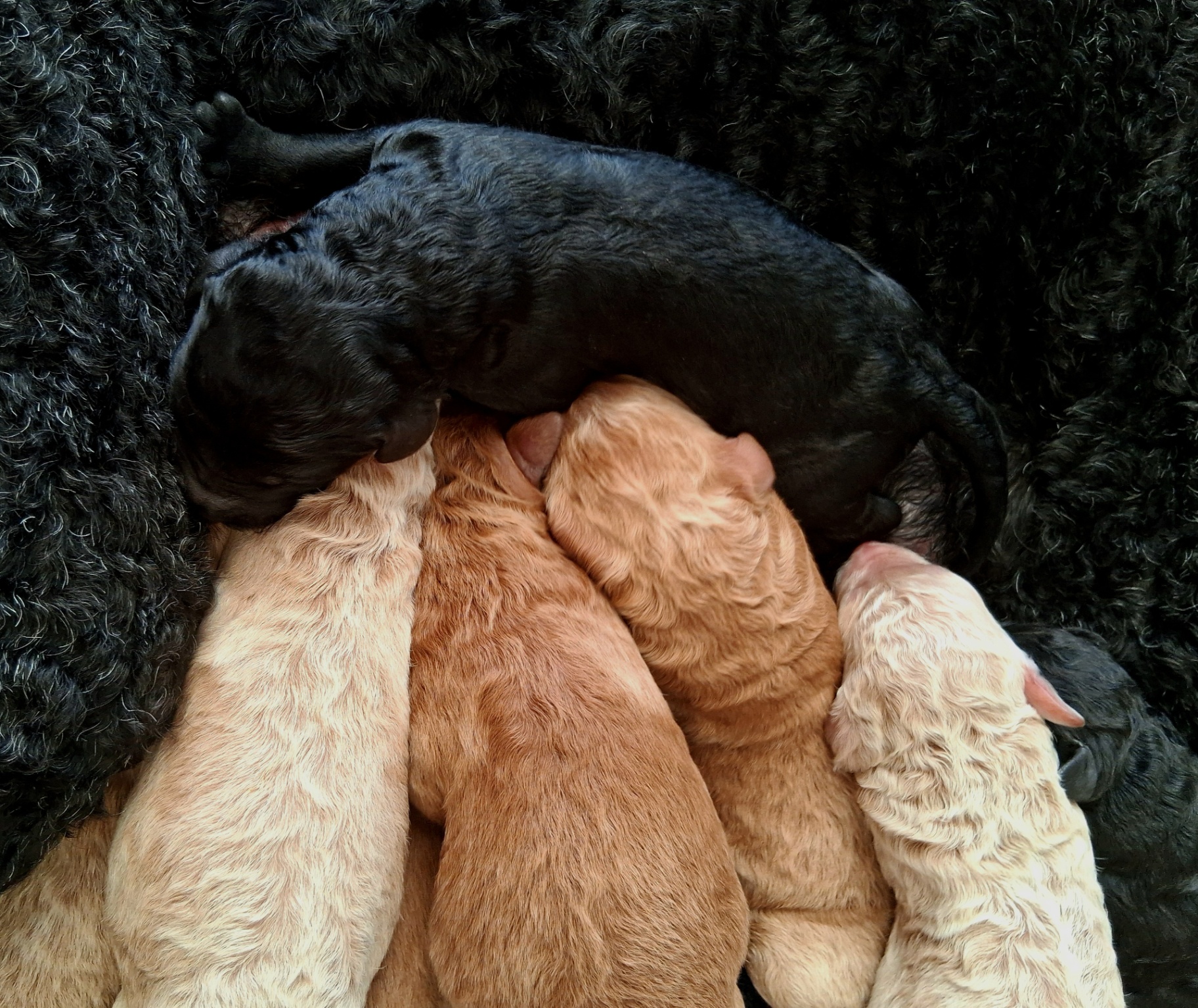 Week 1 puppy 12