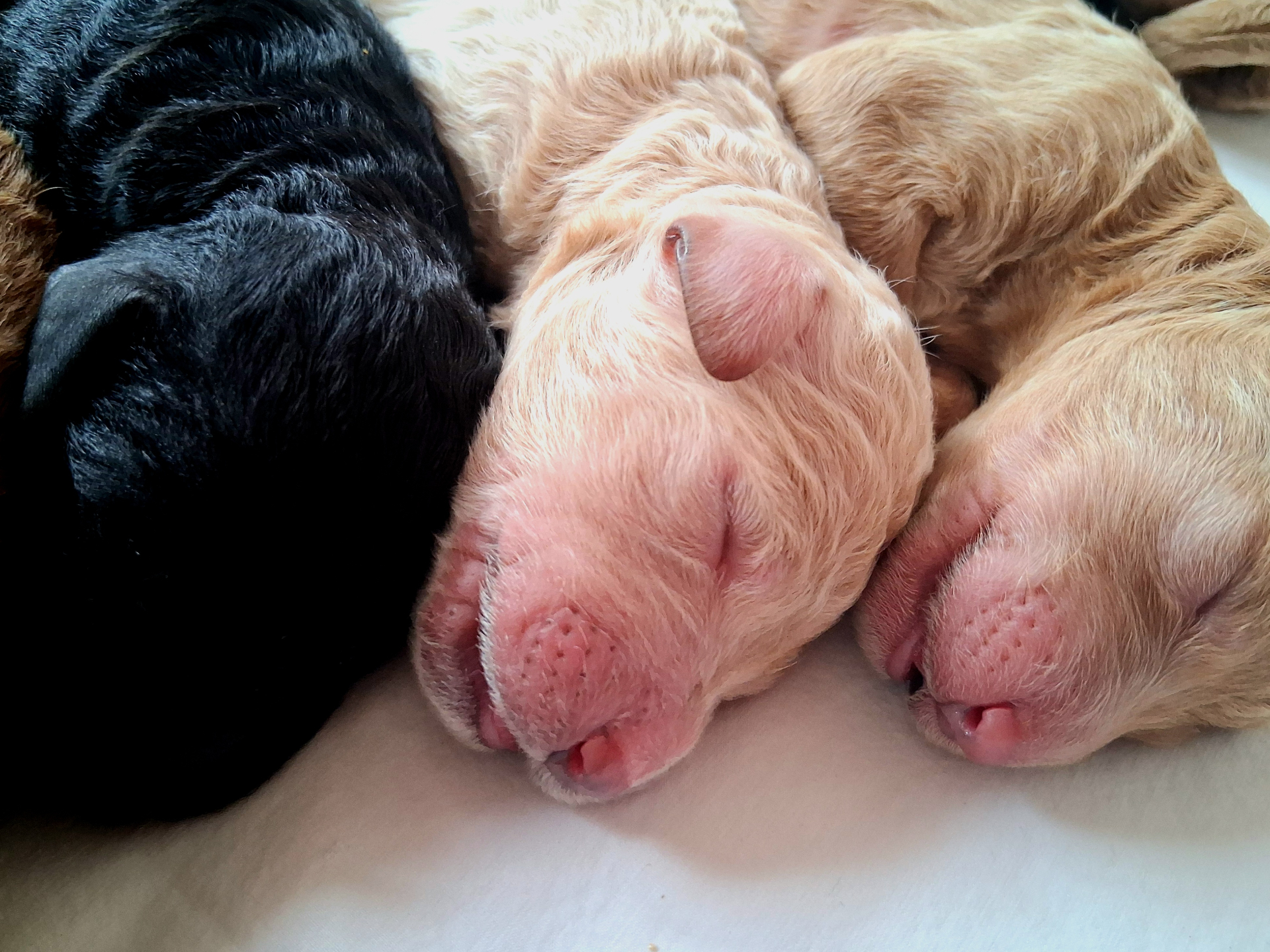 Week 1 puppy 15