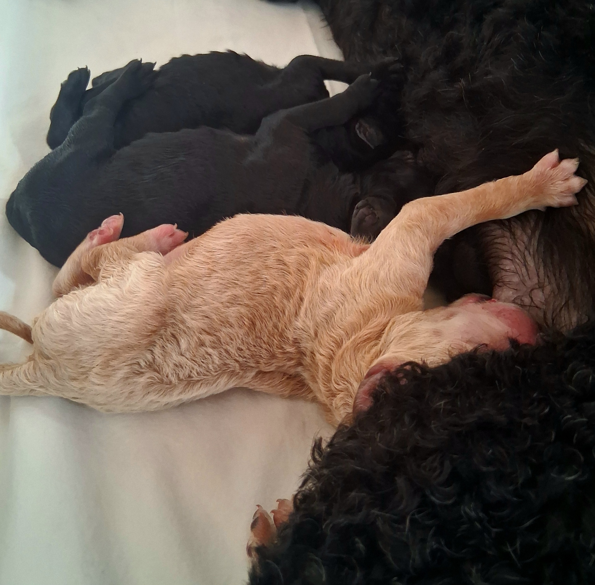 Week 1 puppy 16