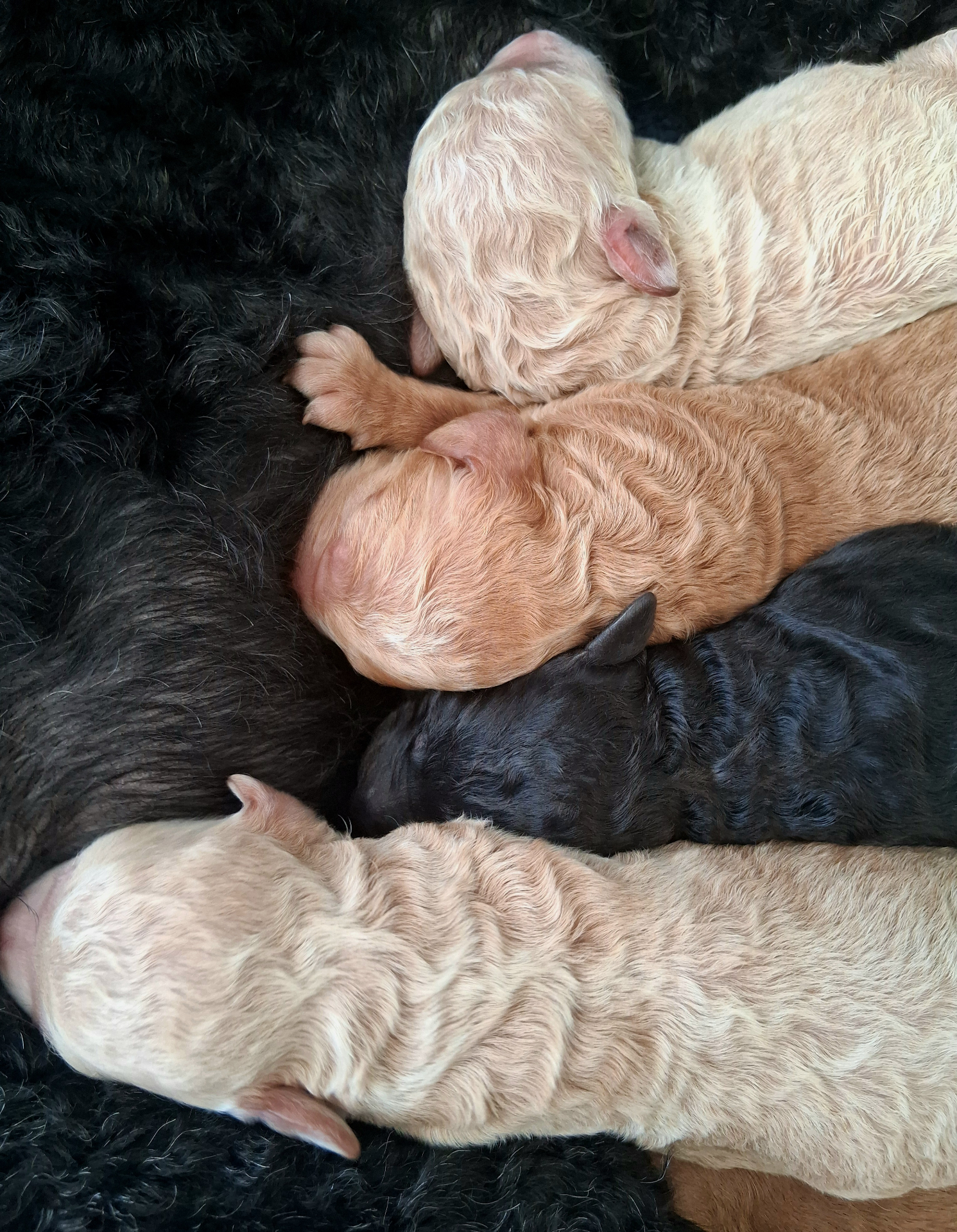 Week 1 puppy 13