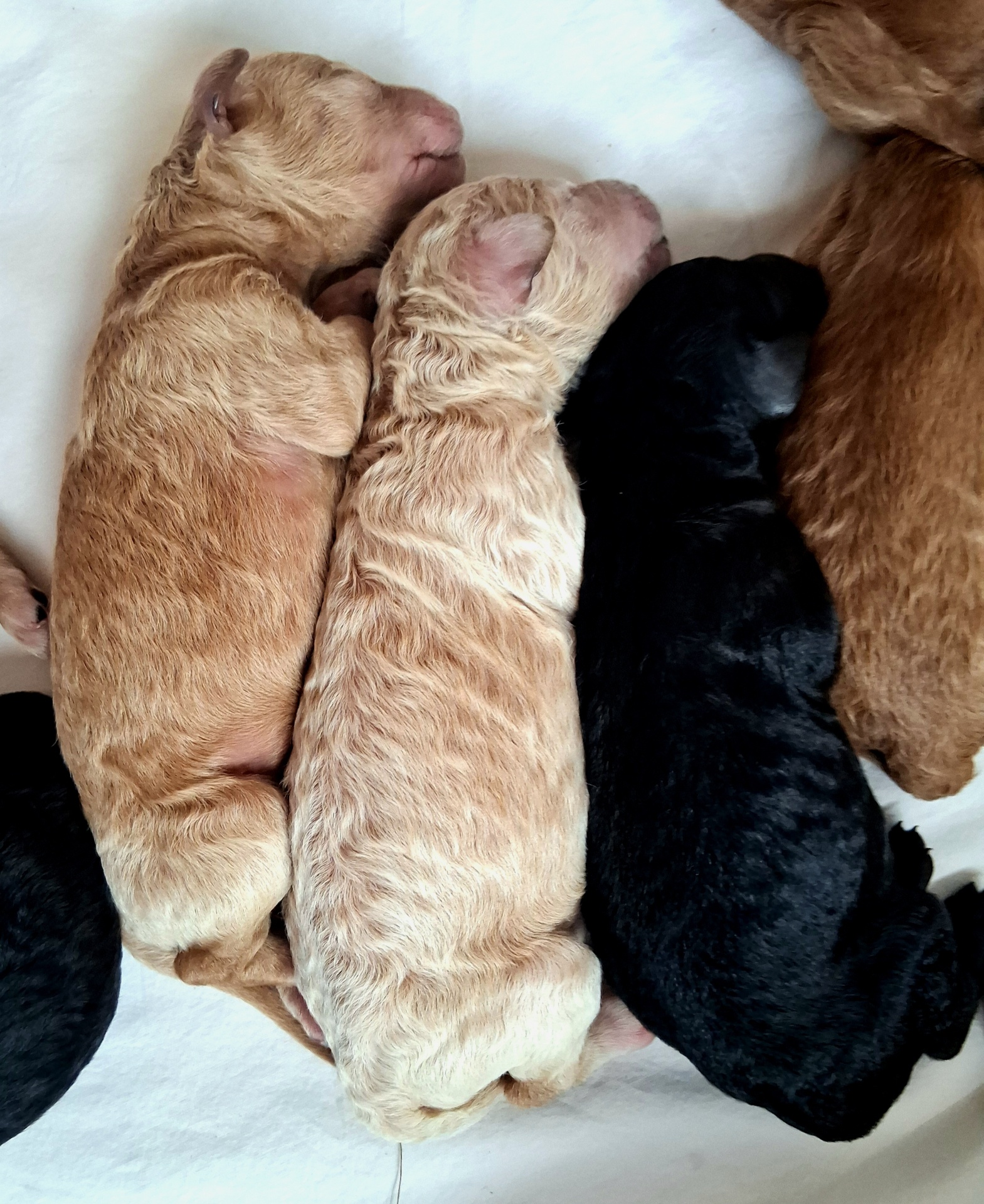 Week 1 puppy 17