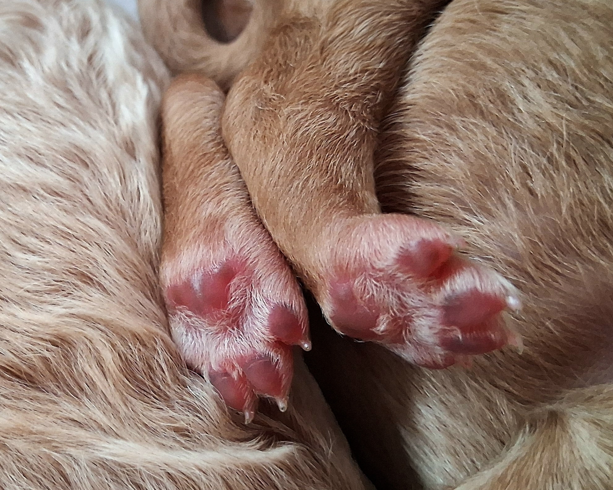 Week 1 puppy 18