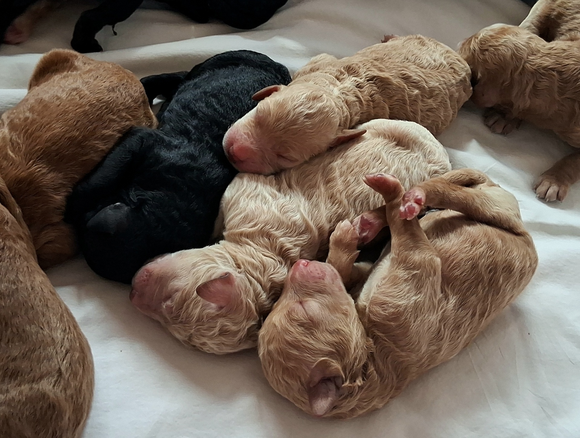 Week 1 puppy 19