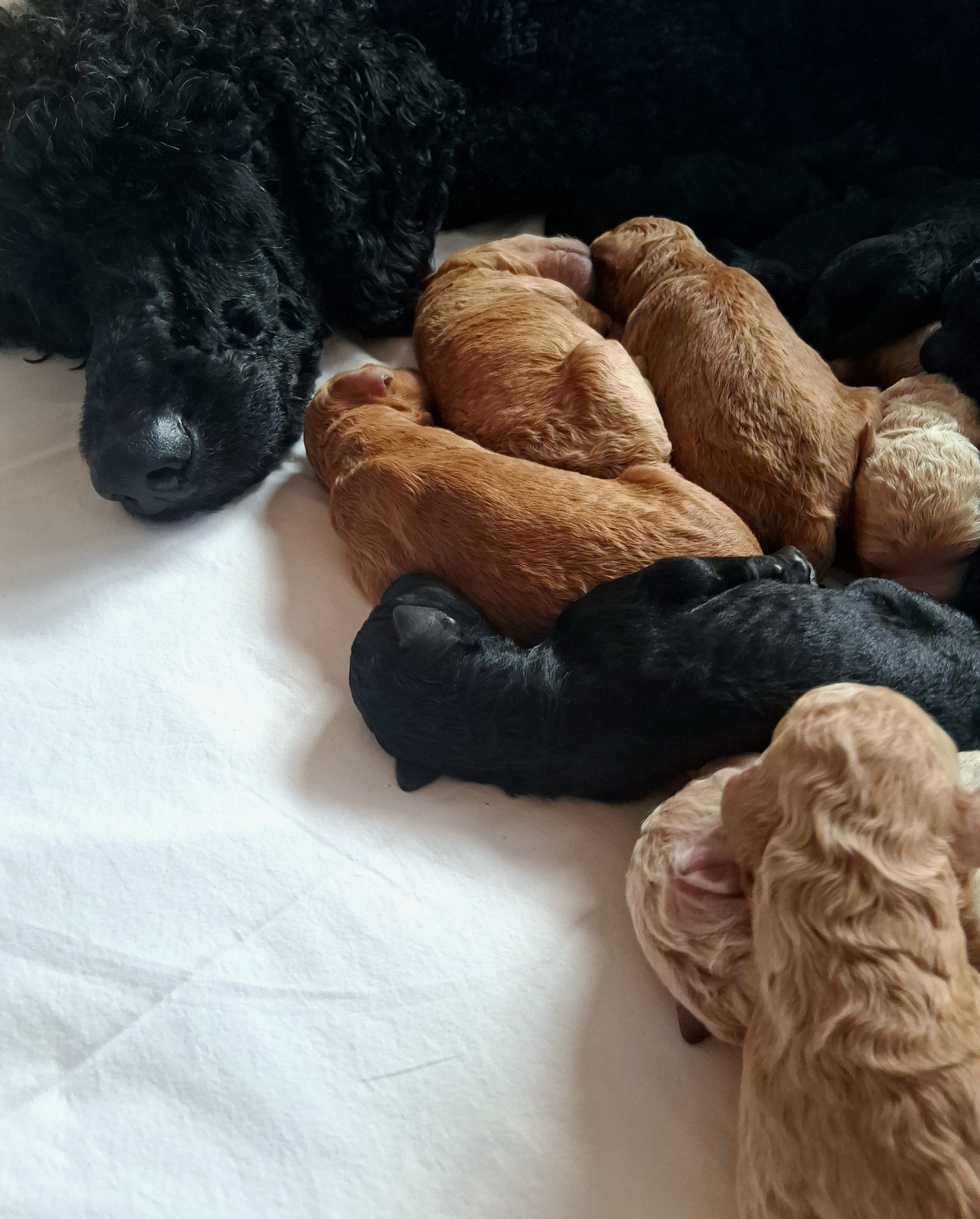 Week 1 puppy 8