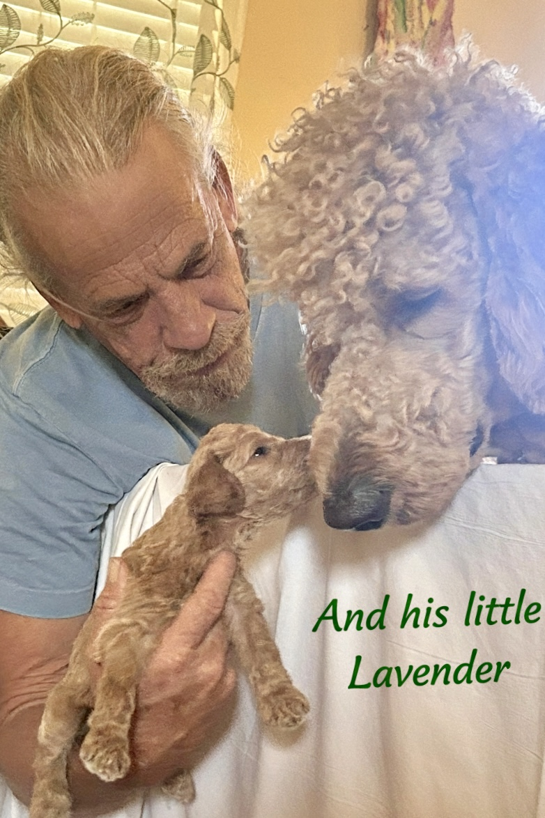 Hui - Goldendoodle Dad