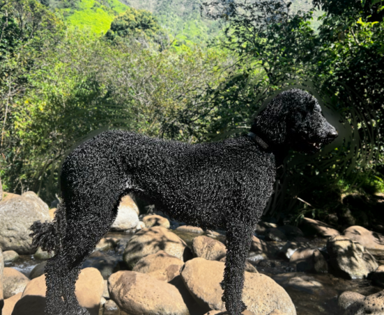 Maya - Standard Poodle Mom
